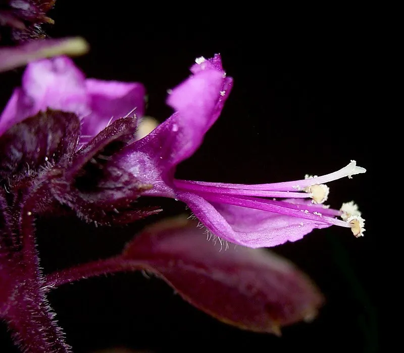 Basil (Ocimum Basilicum) — making it a must-have for those interested in infusing their cooking with fresh, image 95