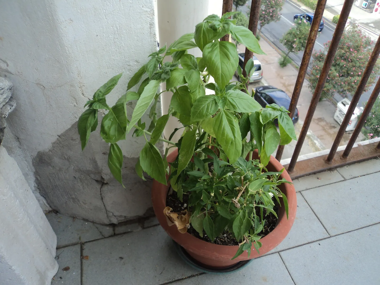 Basil (Ocimum Basilicum) — Basil thrives in full sun; integrate sweet basil into your garden for its aesthetic appeal, delightful scent, and, image 96
