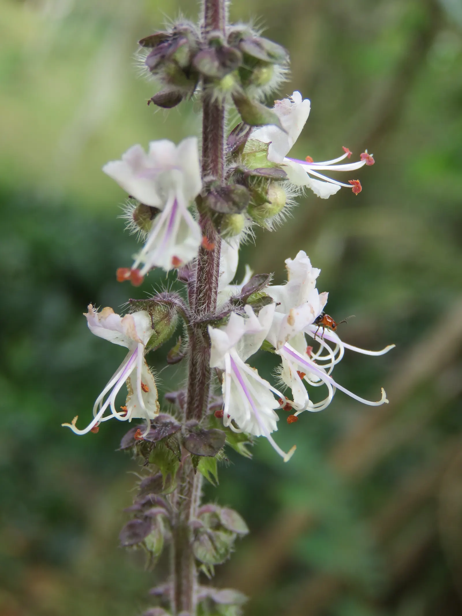 Basil (Ocimum Basilicum) — accentuating its utility and allure; integrate sweet basil into your garden for its aesthetic appeal, delightful scent, image 90