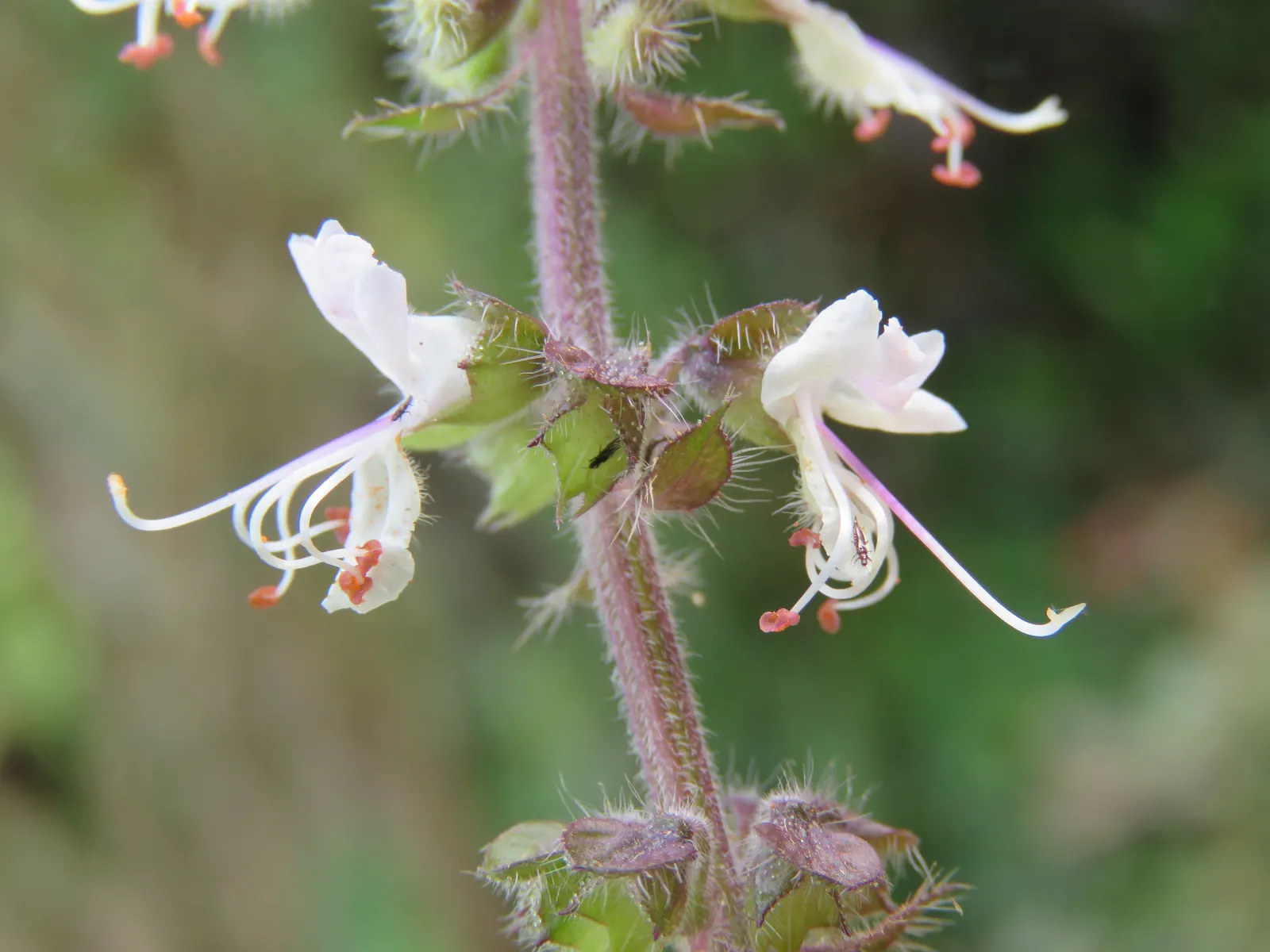 Basil (Ocimum Basilicum) — Ocimum basilicum, commonly referred to as Basil, is a fragrant annual herb renowned for its lush, green leaves; ideal, image 85