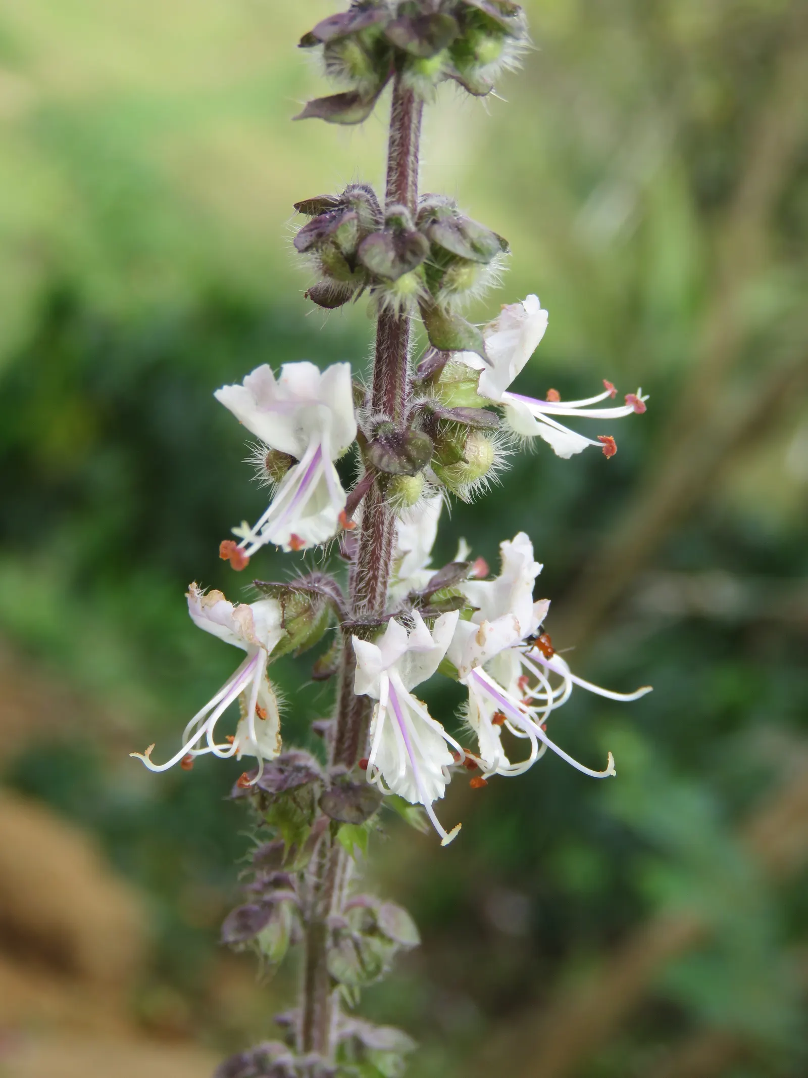 Basil (Ocimum Basilicum) — It requires consistent moisture; integrate sweet basil into your garden for its aesthetic appeal, delightful scent, and, image 78