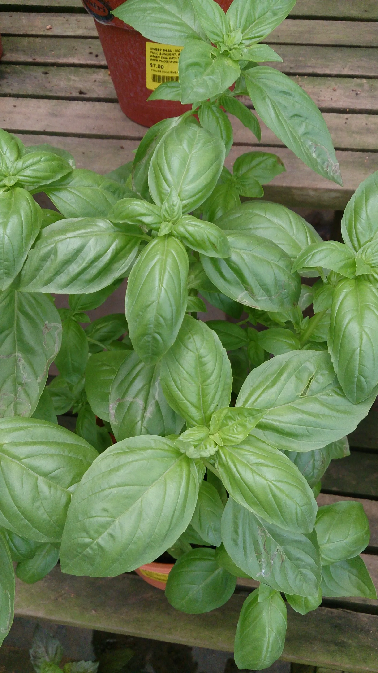 Basil (Ocimum Basilicum) — offering a compact bushy plant that exerts an upright growth habit; integrate sweet basil into your garden for its, image 72