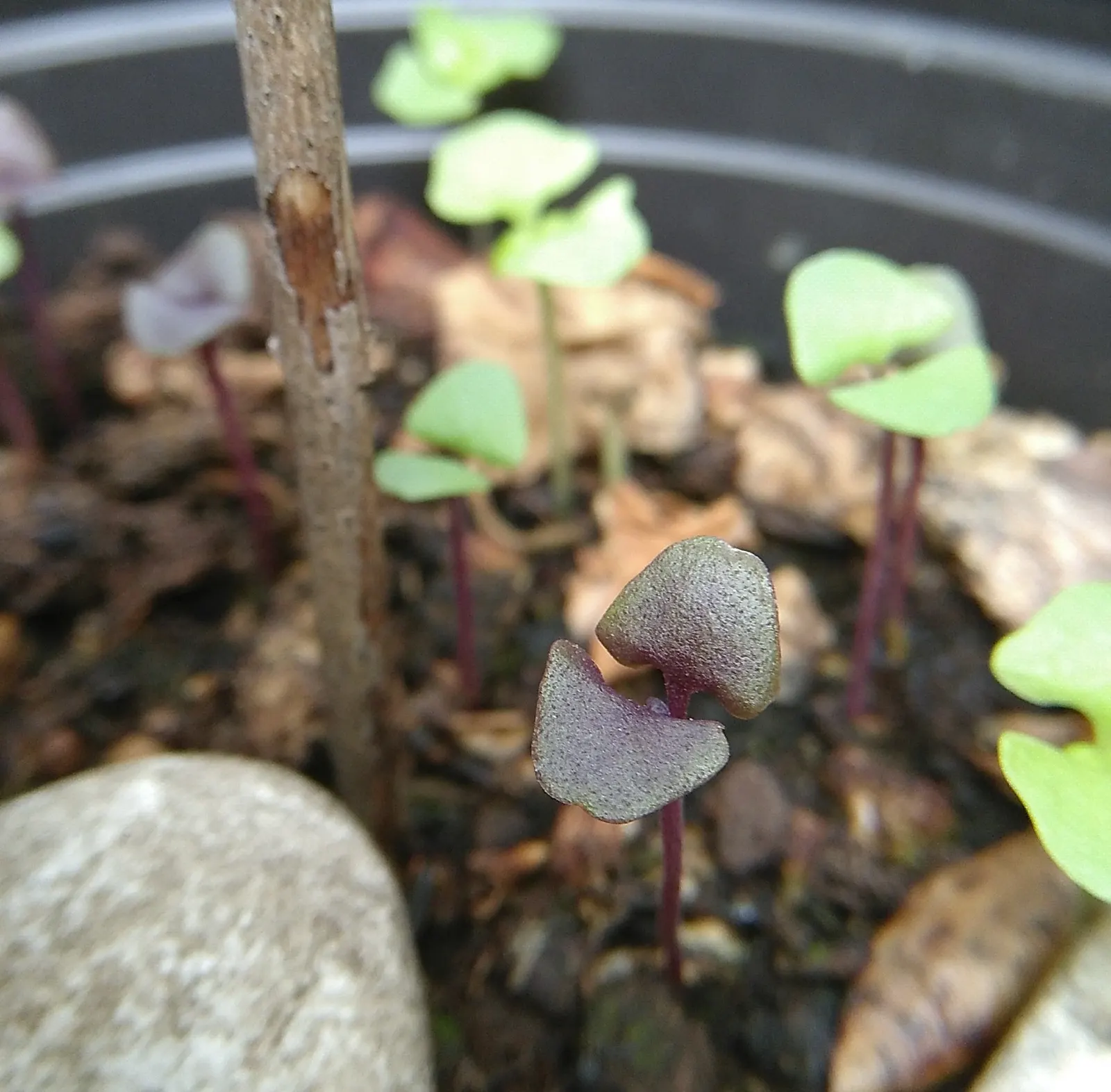 Basil (Ocimum Basilicum) — preferring at least 6 to 8 hours of direct sunlight daily; ideal for kitchen gardens or as an ornamental in mixed borders, image 97