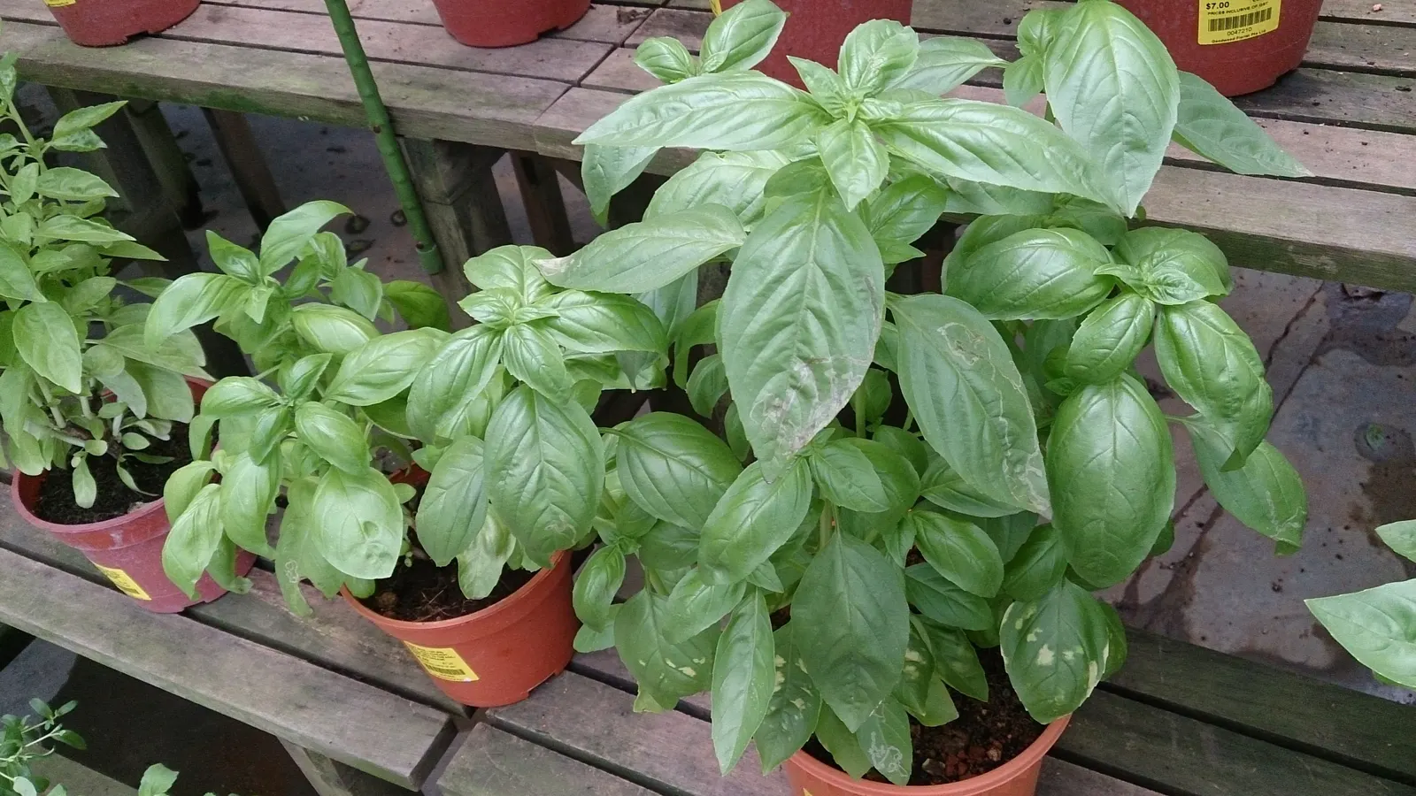 Basil (Ocimum Basilicum) — Basil thrives in full sun; integrate sweet basil into your garden for its aesthetic appeal, delightful scent, and, image 75