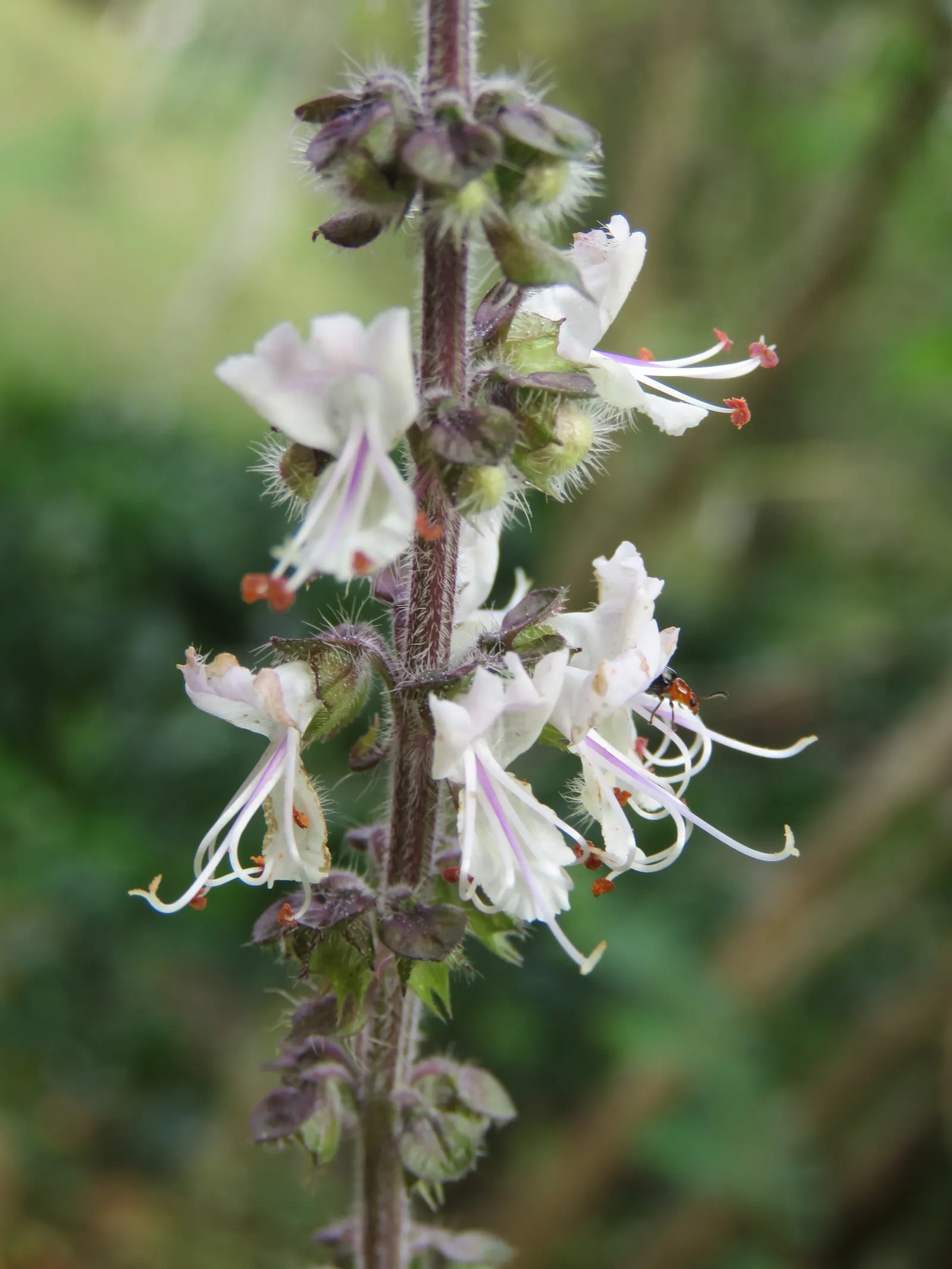 Basil (Ocimum Basilicum) — Thriving in full sun, Basil reaches 1 to 2 feet in height and spreads about 1 foot wide; making it a must-have for those, image 86