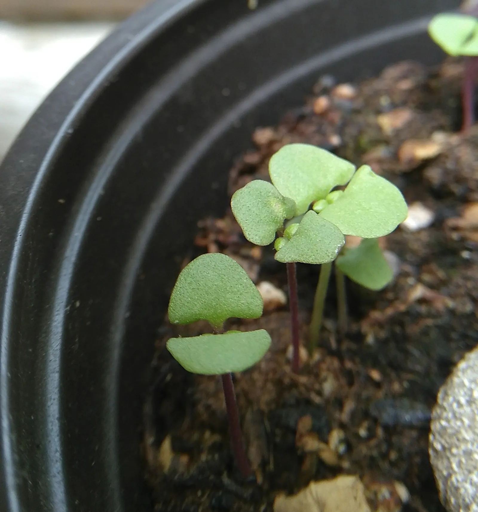 Basil (Ocimum Basilicum) — commonly known as sweet basil; ideal for kitchen gardens or as an ornamental in mixed borders, image 91