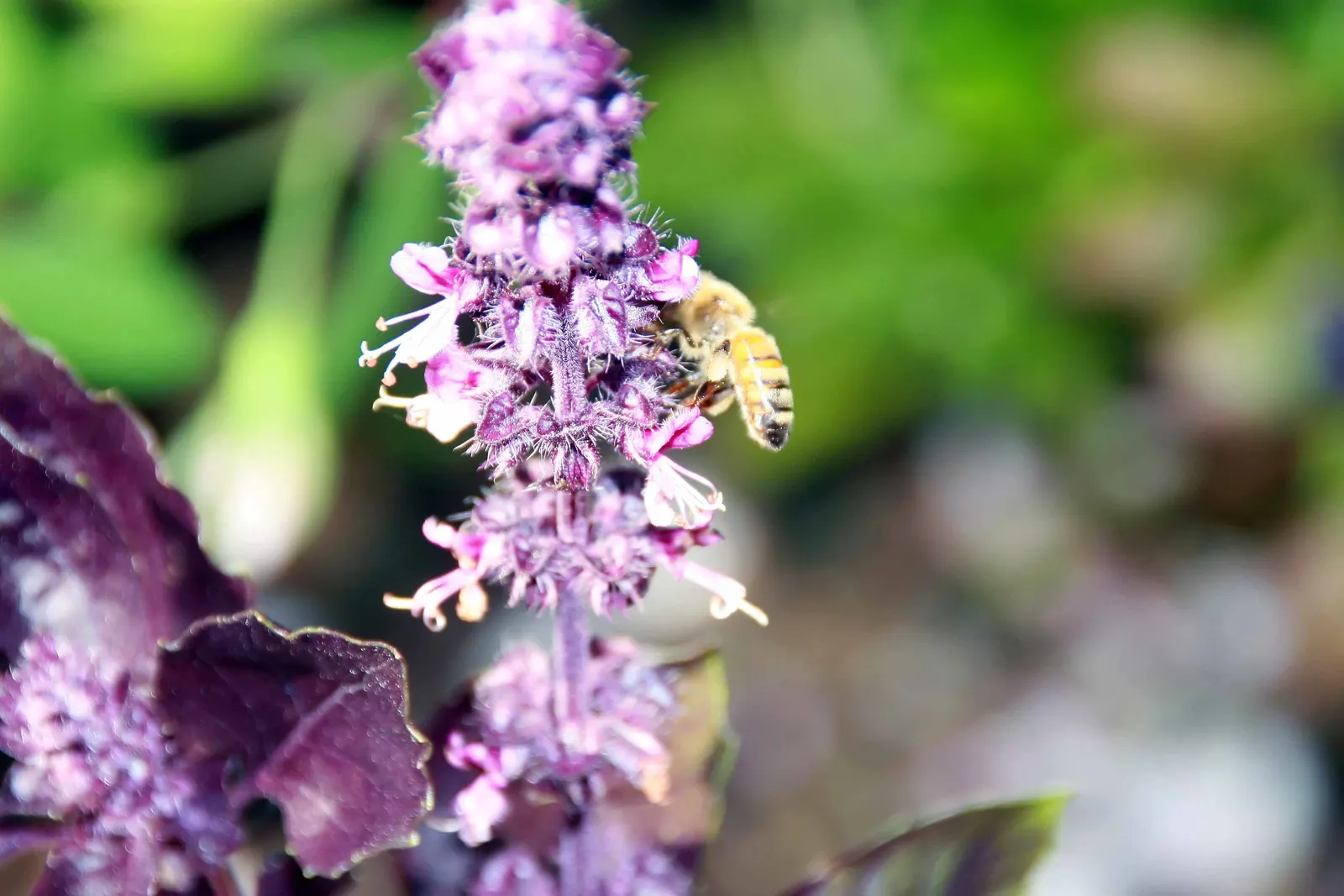 Basil (Ocimum Basilicum) — Integrate sweet basil into your garden for its aesthetic appeal, delightful scent, and culinary utility, image 102