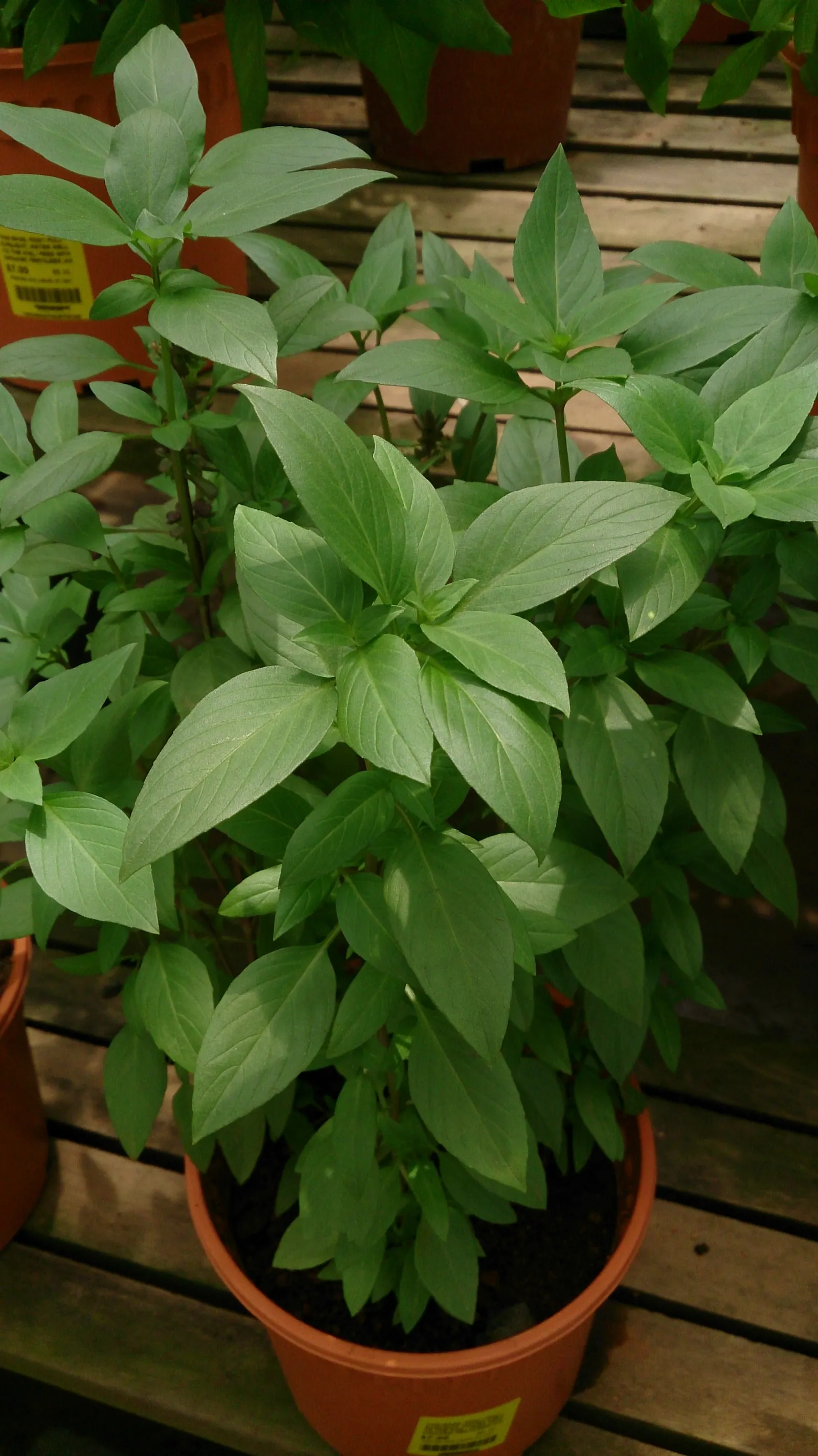 Basil (Ocimum Basilicum) — herb with red blooms; making it a must-have for those interested in infusing their cooking with fresh, image 83
