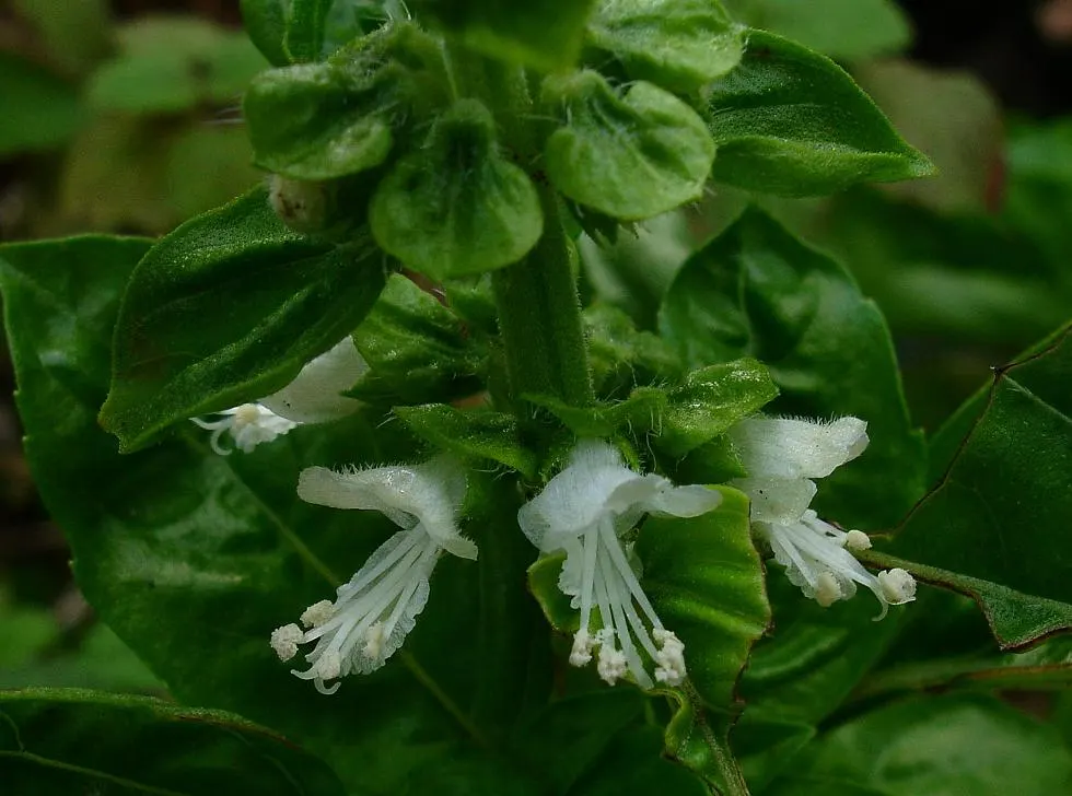 Basil (Ocimum Basilicum) — offering a compact bushy plant that exerts an upright growth habit; integrate sweet basil into your garden for its, image 93