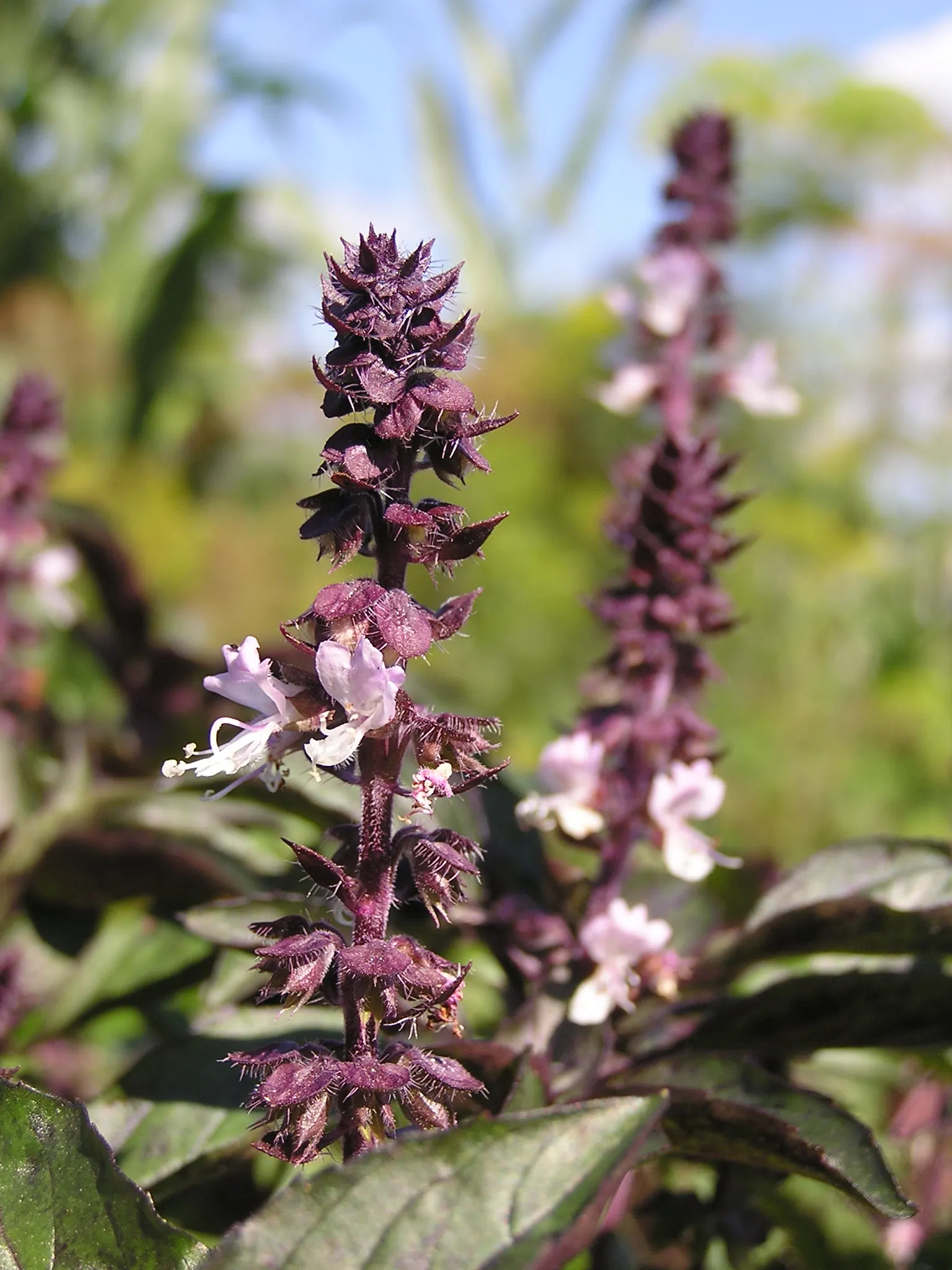 Basil (Ocimum Basilicum) — Ideal for kitchen gardens or as an ornamental in mixed borders, image 67