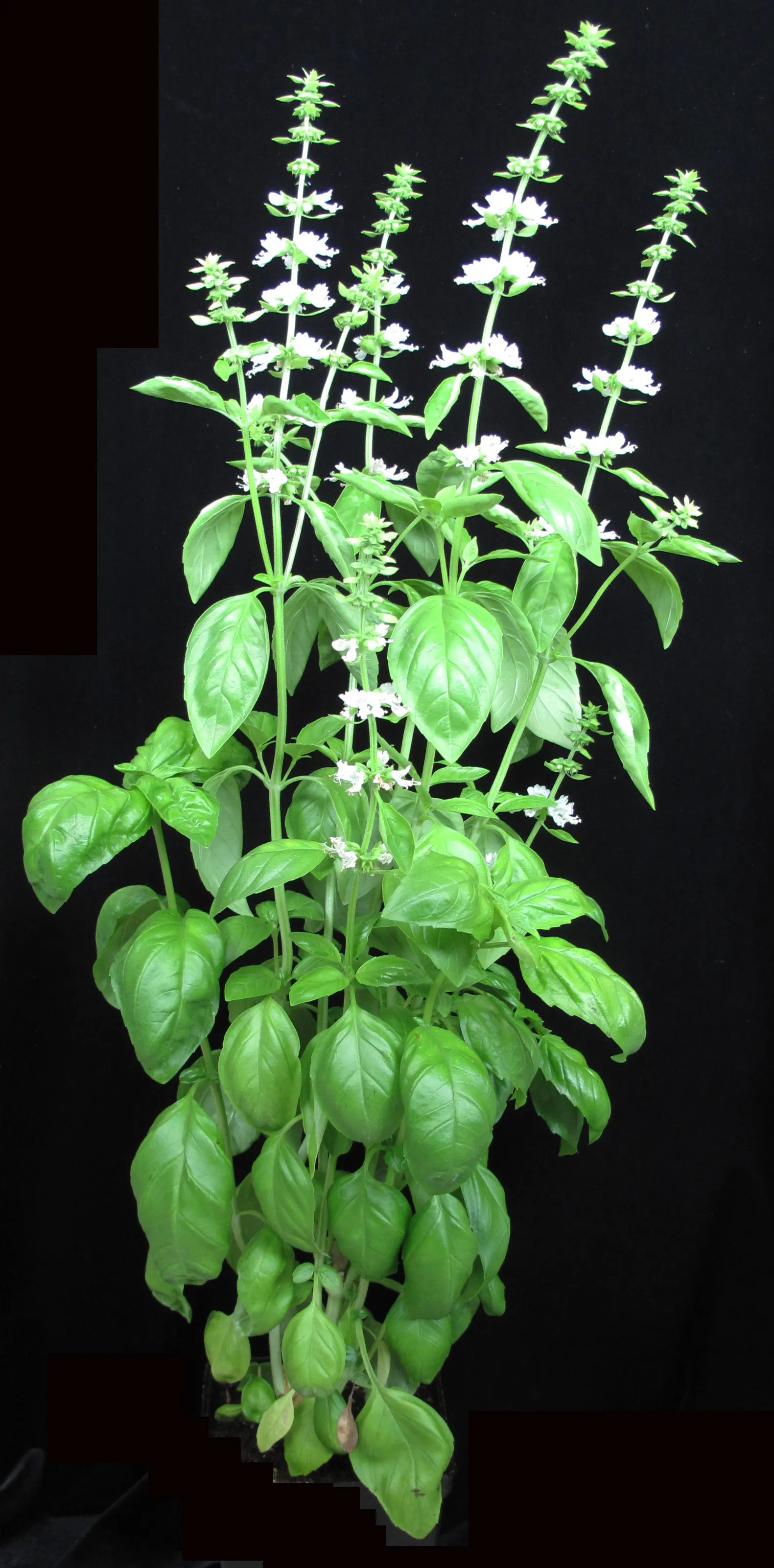 Basil (Ocimum Basilicum) — making it a must-have for those interested in infusing their cooking with fresh, image 74