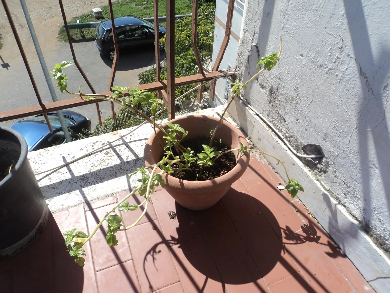 Basil (Ocimum Basilicum) — tubular white or pale pink flowers on terminal spikes; making it a must-have for those interested in infusing their, image 101