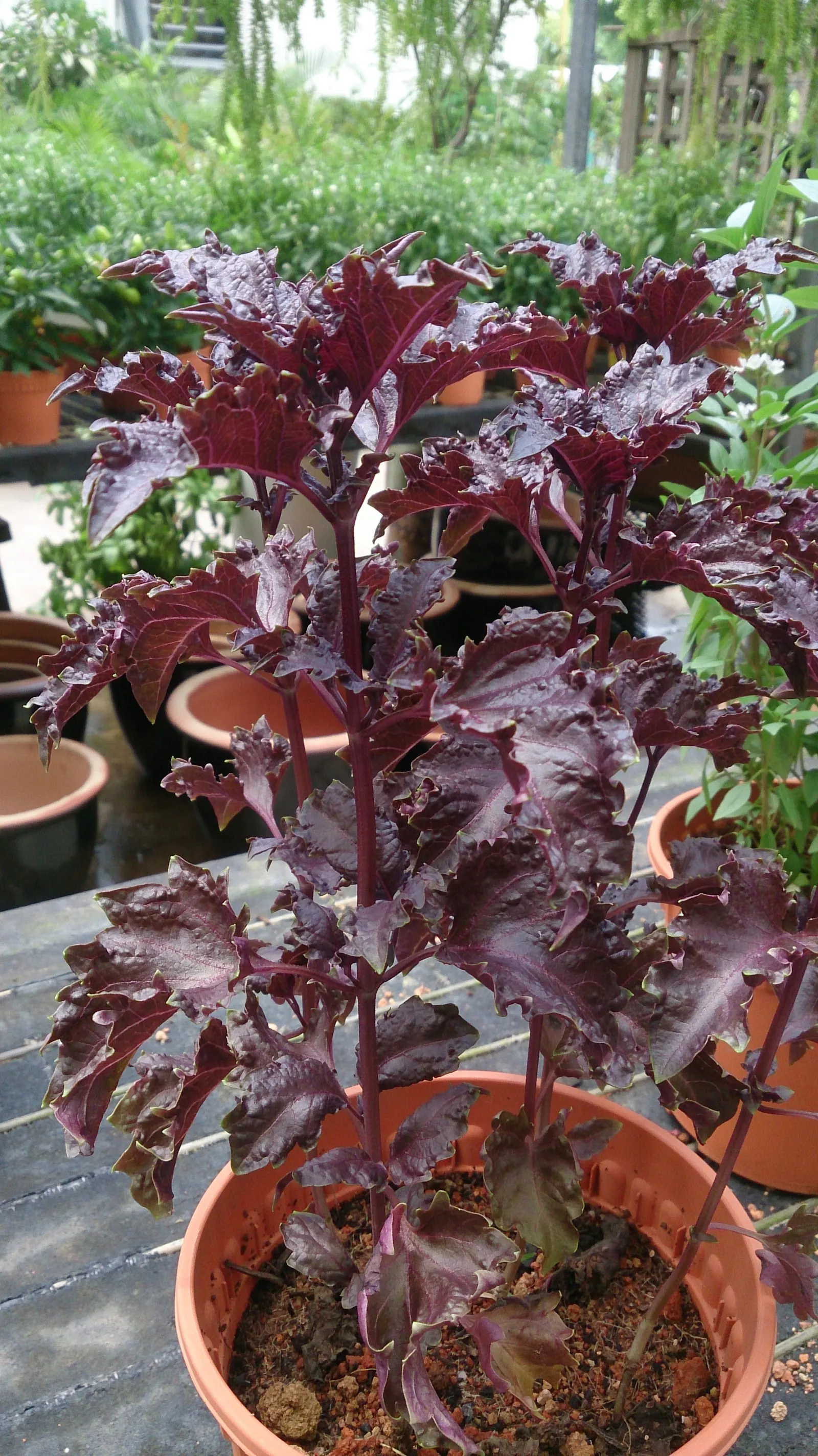 Basil (Ocimum Basilicum) — commonly known as sweet basil; ideal for kitchen gardens or as an ornamental in mixed borders, image 70
