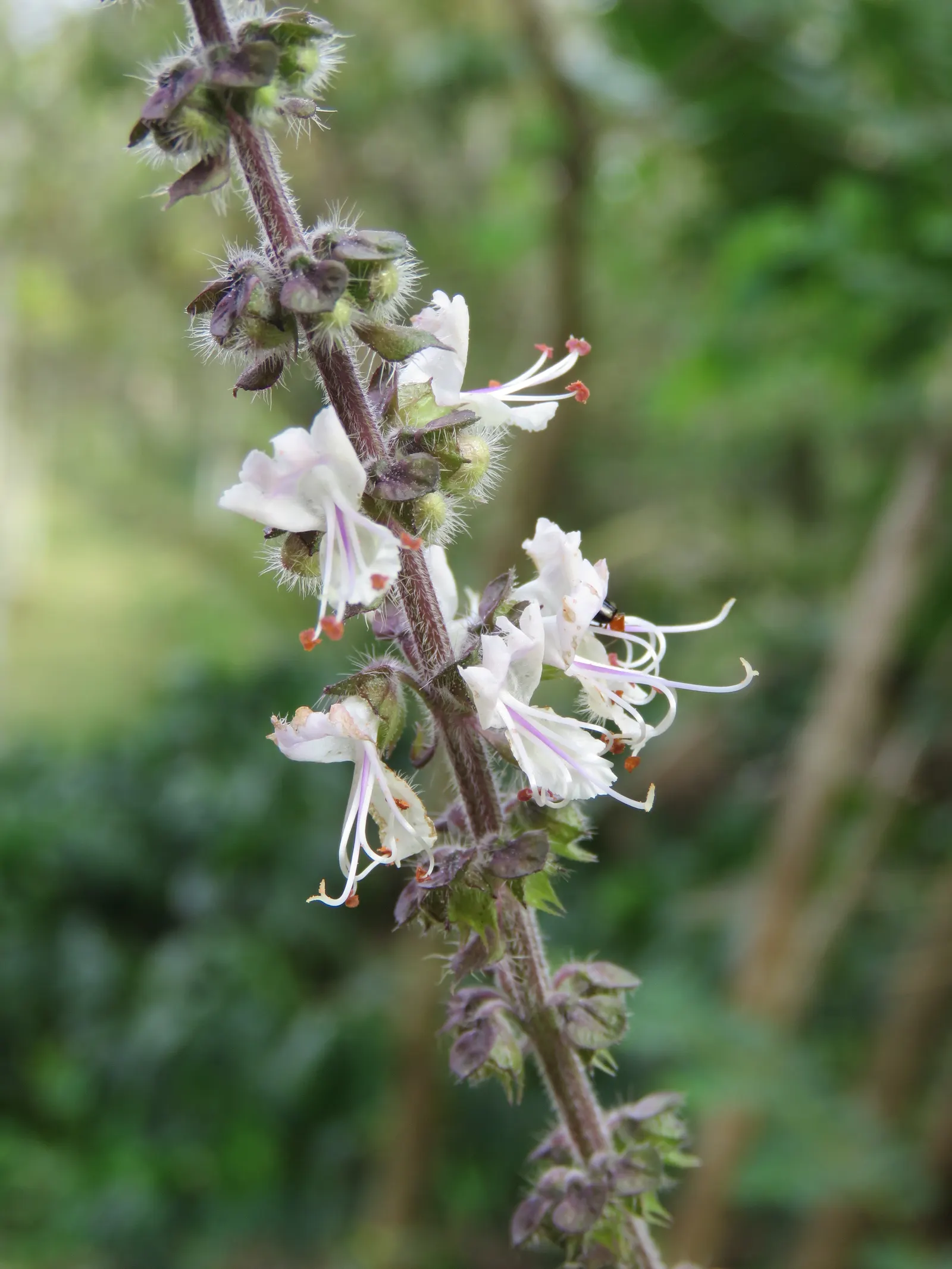 Basil (Ocimum Basilicum) — its aromatic foliage is used in culinary dishes and deters pests; making it a must-have for those interested in infusing, image 89