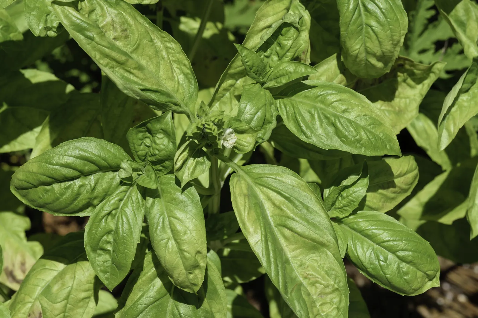 Basil (Ocimum Basilicum) — its aromatic foliage is used in culinary dishes and deters pests; making it a must-have for those interested in infusing, image 68