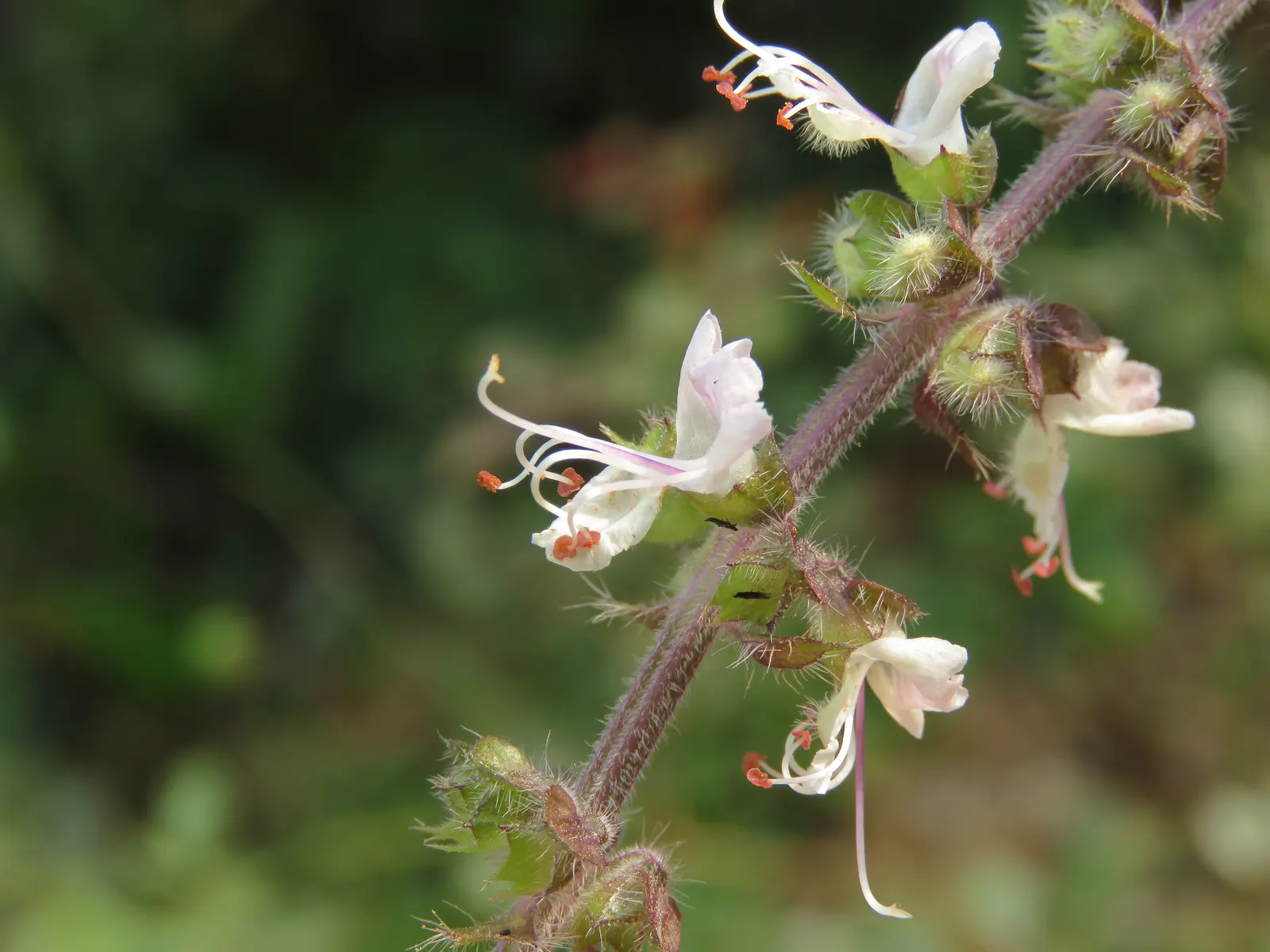 Basil (Ocimum Basilicum) — red flowers in the garden; ideal for kitchen gardens or as an ornamental in mixed borders, image 82