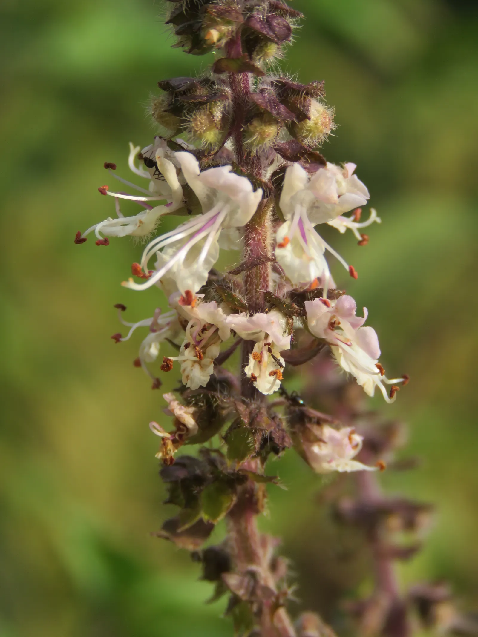 Basil (Ocimum Basilicum) — and demands well-draining soil with a pH range between 6.0 and 7.0; making it a must-have for those interested in, image 77
