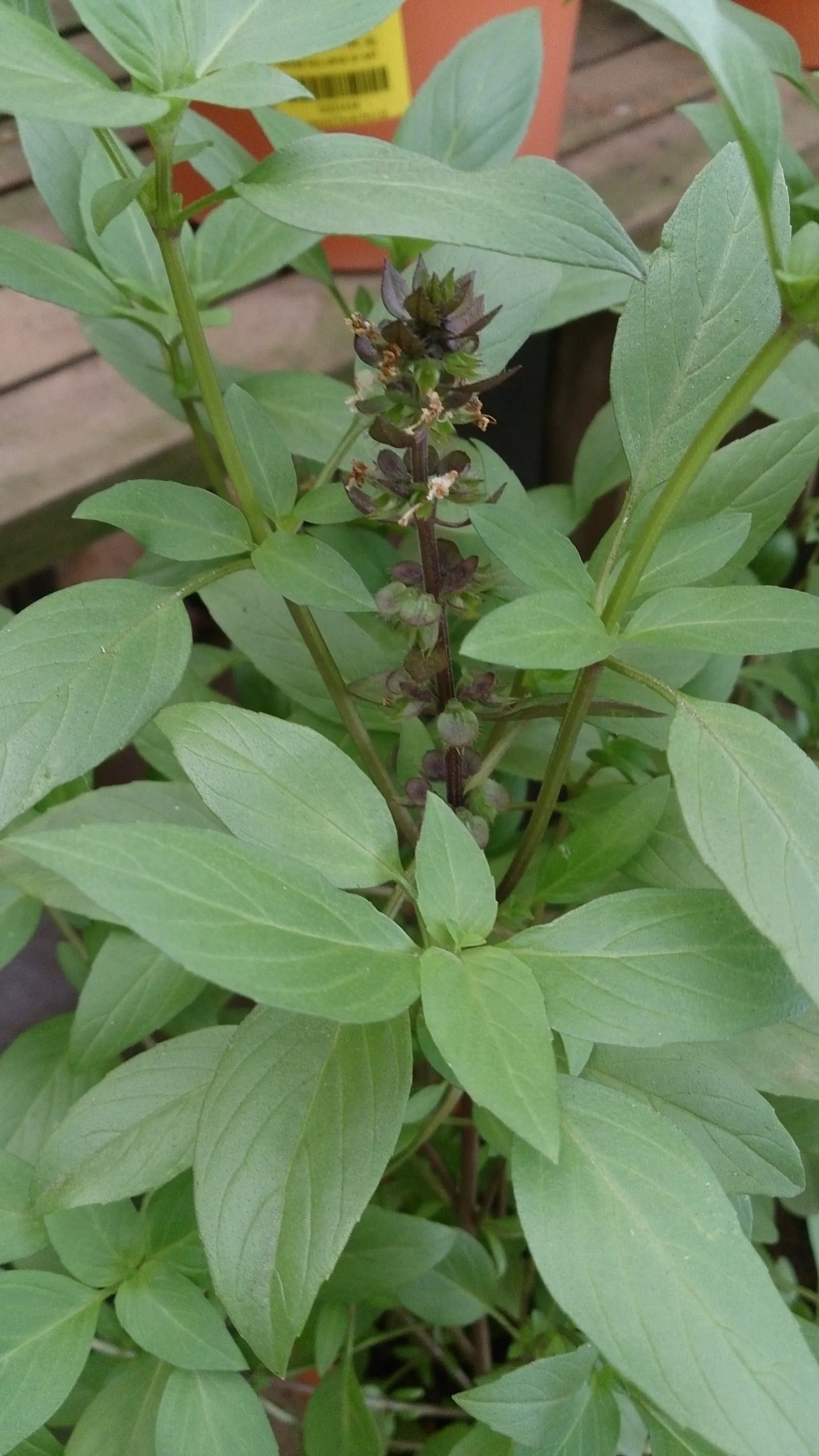 Basil (Ocimum Basilicum) — herb for full; integrate sweet basil into your garden for its aesthetic appeal, delightful scent, and culinary utility, image 84