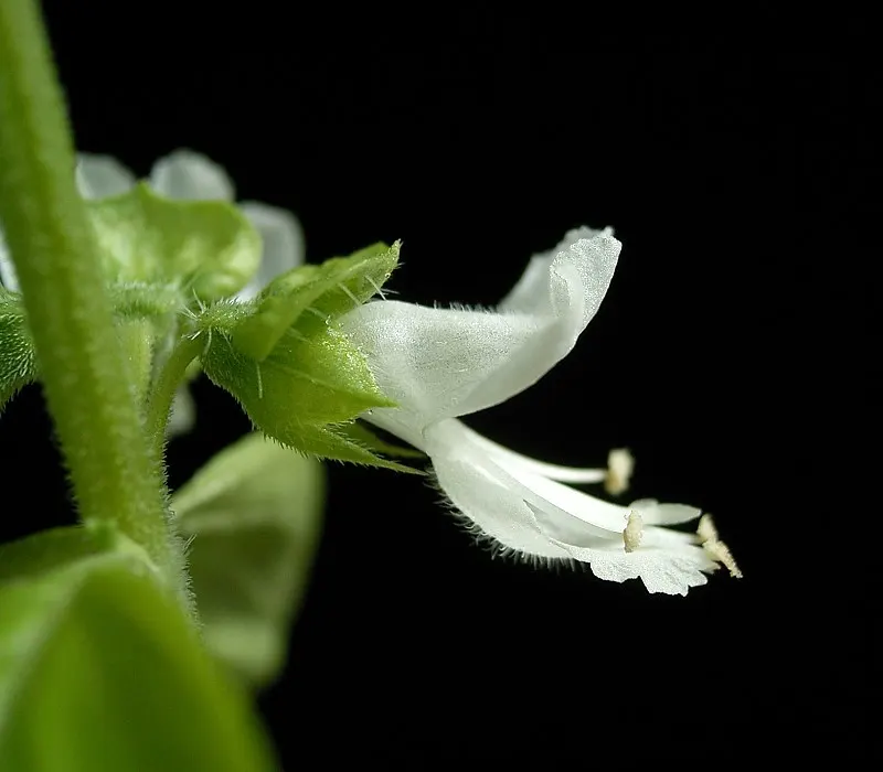 Basil (Ocimum Basilicum) — herb for full; integrate sweet basil into your garden for its aesthetic appeal, delightful scent, and culinary utility, image 105