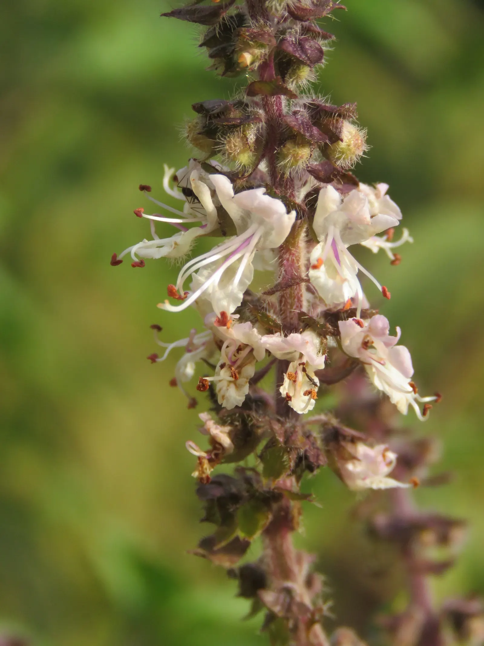 Basil (Ocimum Basilicum) — although care should be taken to avoid waterlogged soil.<br><br>During the summer months; ideal for kitchen gardens or, image 79