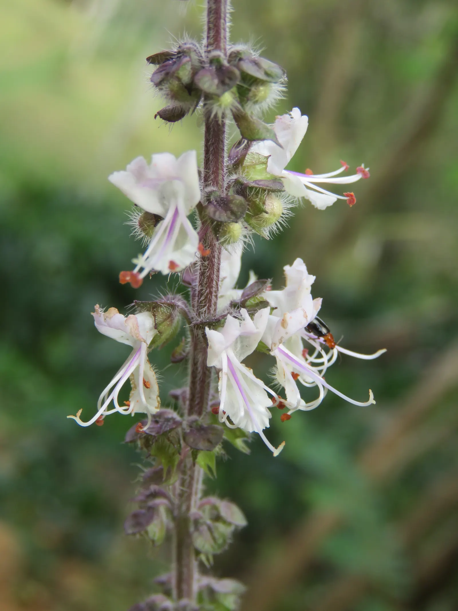 Basil (Ocimum Basilicum) — Integrate sweet basil into your garden for its aesthetic appeal, delightful scent, and culinary utility, image 81