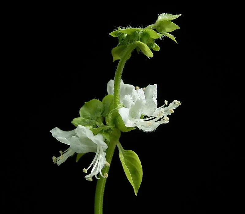 Basil (Ocimum Basilicum) — It requires consistent moisture; integrate sweet basil into your garden for its aesthetic appeal, delightful scent, and, image 99