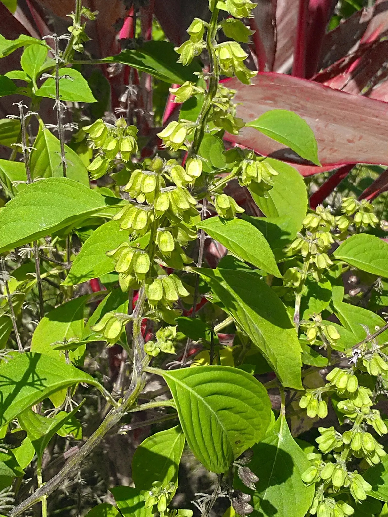 Basil (Ocimum Basilicum) — red flowers in the garden; ideal for kitchen gardens or as an ornamental in mixed borders, image 103