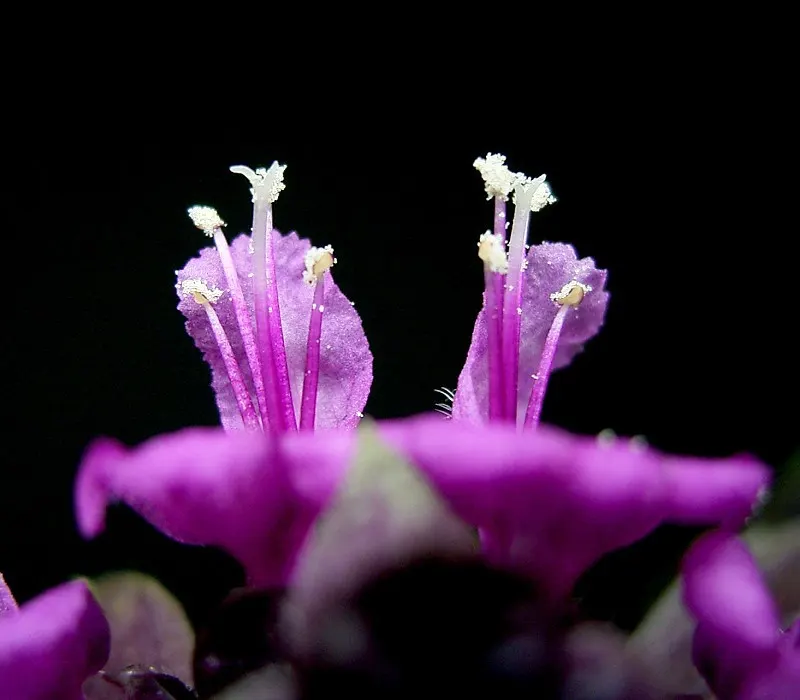 Basil (Ocimum Basilicum) — although care should be taken to avoid waterlogged soil.<br><br>During the summer months; ideal for kitchen gardens or, image 100