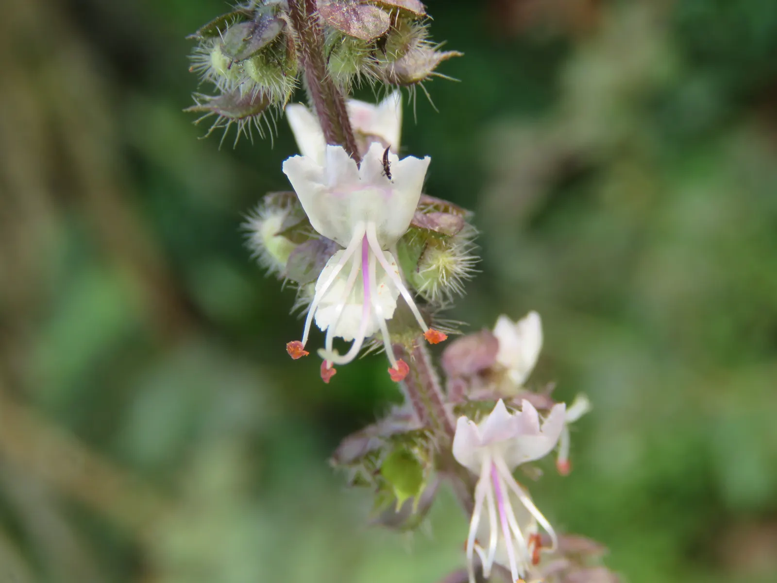 Basil (Ocimum Basilicum) — tubular white or pale pink flowers on terminal spikes; making it a must-have for those interested in infusing their, image 80