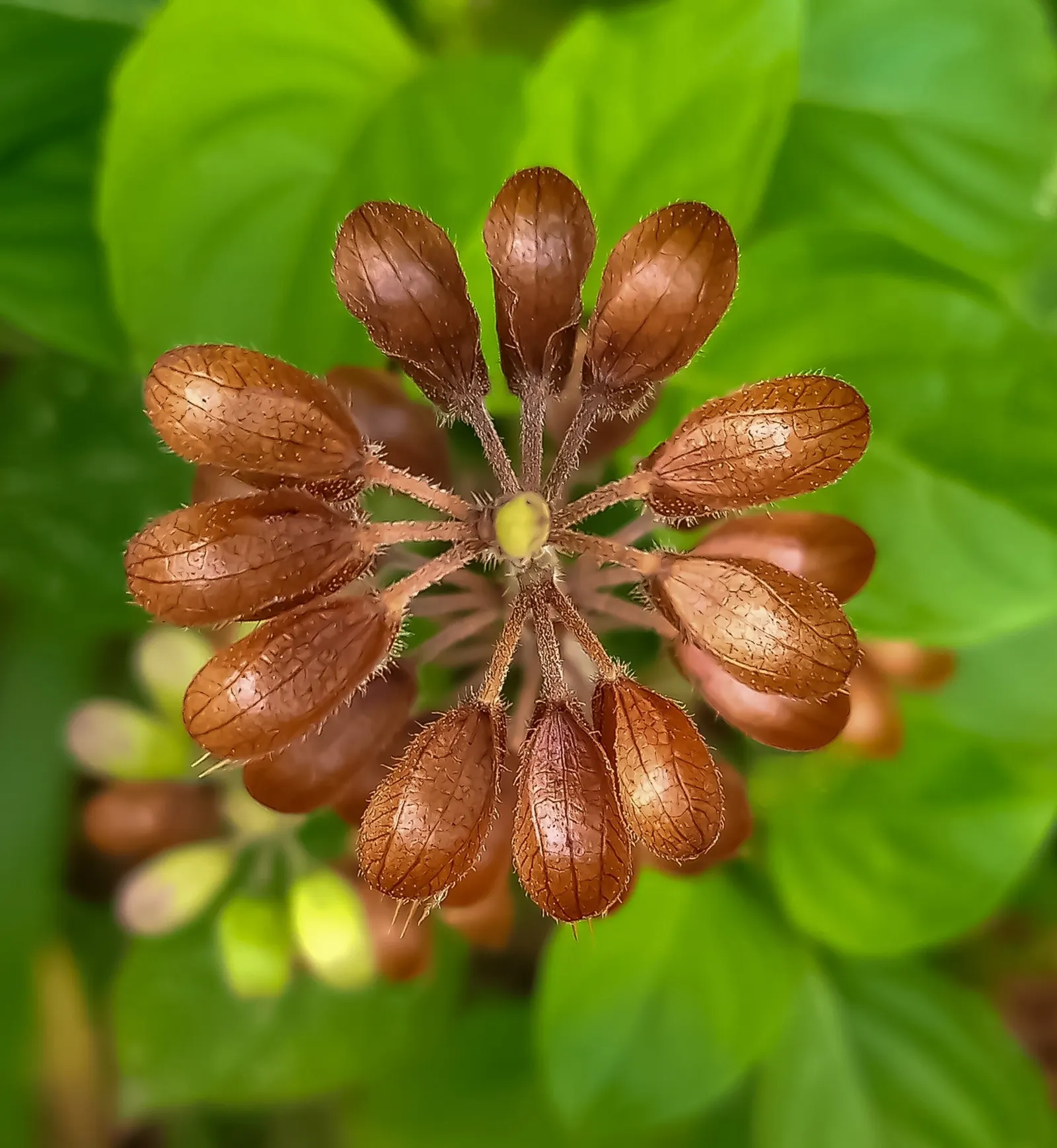 Basil (Ocimum Basilicum) — and demands well-draining soil with a pH range between 6.0 and 7.0; making it a must-have for those interested in, image 98