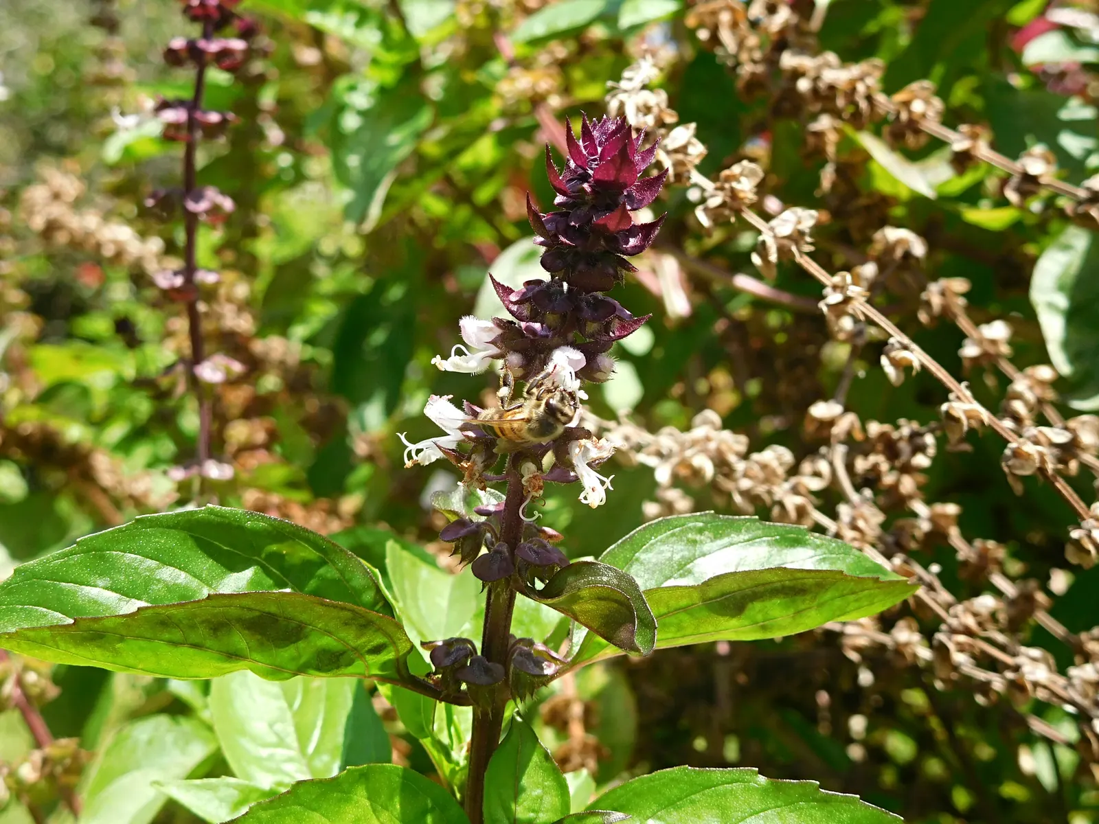 Basil (Ocimum Basilicum) — which can grow up to 3 inches long; ideal for kitchen gardens or as an ornamental in mixed borders, image 94