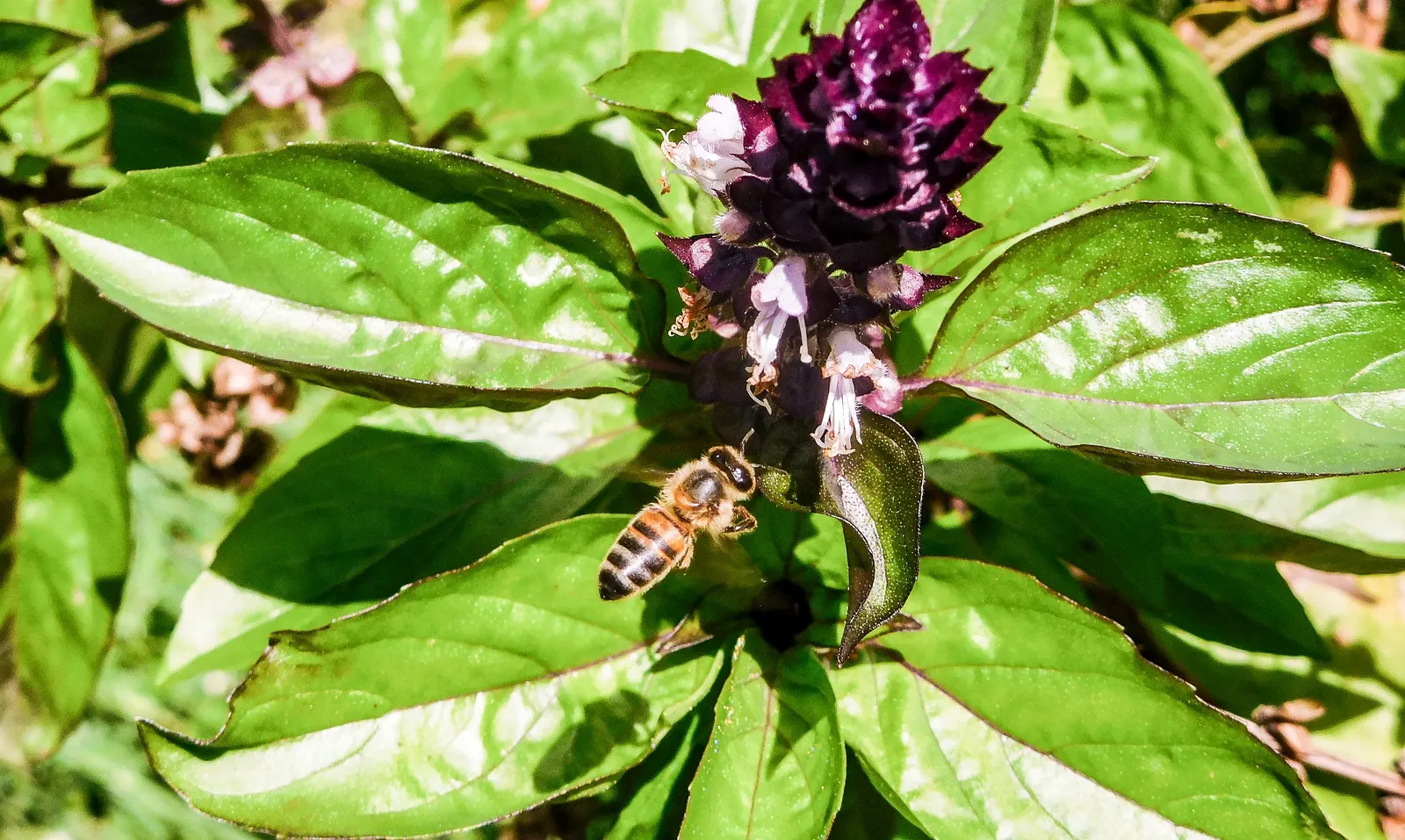 Basil (Ocimum Basilicum) — Sweet basil typically reaches a height of 1 to 2 feet and spreads 1 to 1.5 feet; making it a must-have for those, image 92