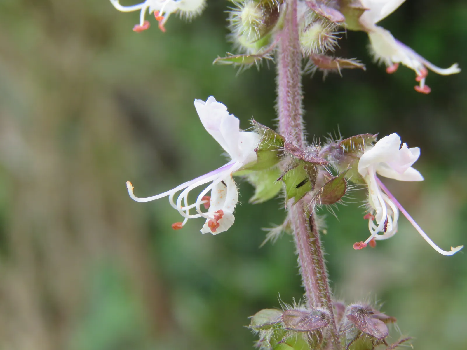Basil (Ocimum Basilicum) — Preferring well-drained soil, it requires regular watering; integrate sweet basil into your garden for its aesthetic, image 87