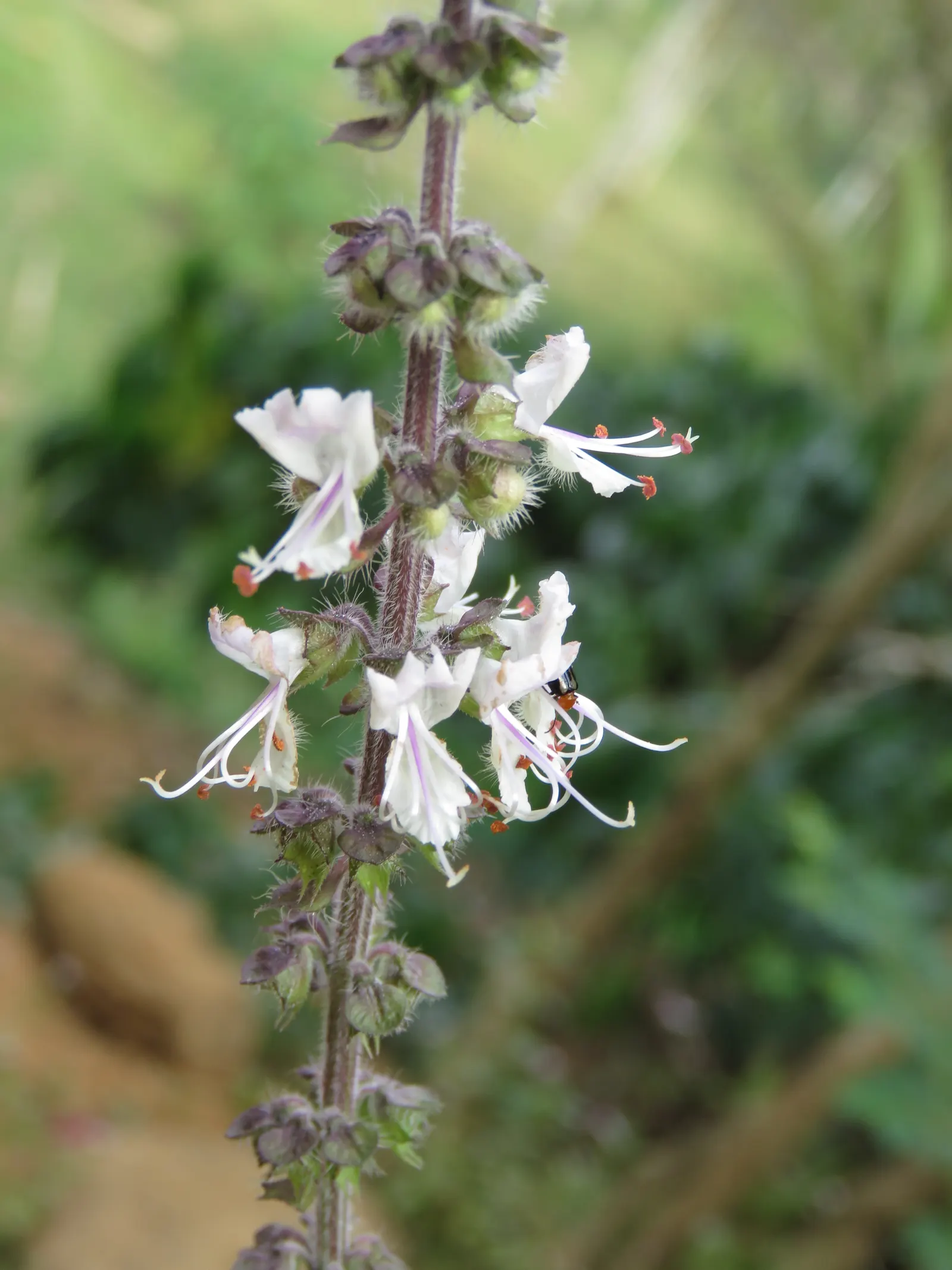 Basil (Ocimum Basilicum) — preferring at least 6 to 8 hours of direct sunlight daily; ideal for kitchen gardens or as an ornamental in mixed borders, image 76