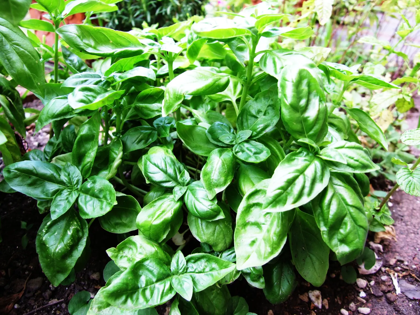 Basil (Ocimum Basilicum) — accentuating its utility and allure; integrate sweet basil into your garden for its aesthetic appeal, delightful scent, image 69