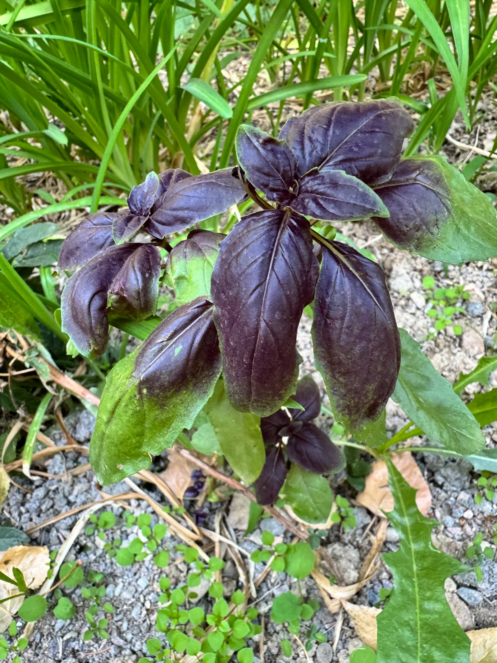 Basil (Ocimum Basilicum) — Sweet basil typically reaches a height of 1 to 2 feet and spreads 1 to 1.5 feet; making it a must-have for those, image 71