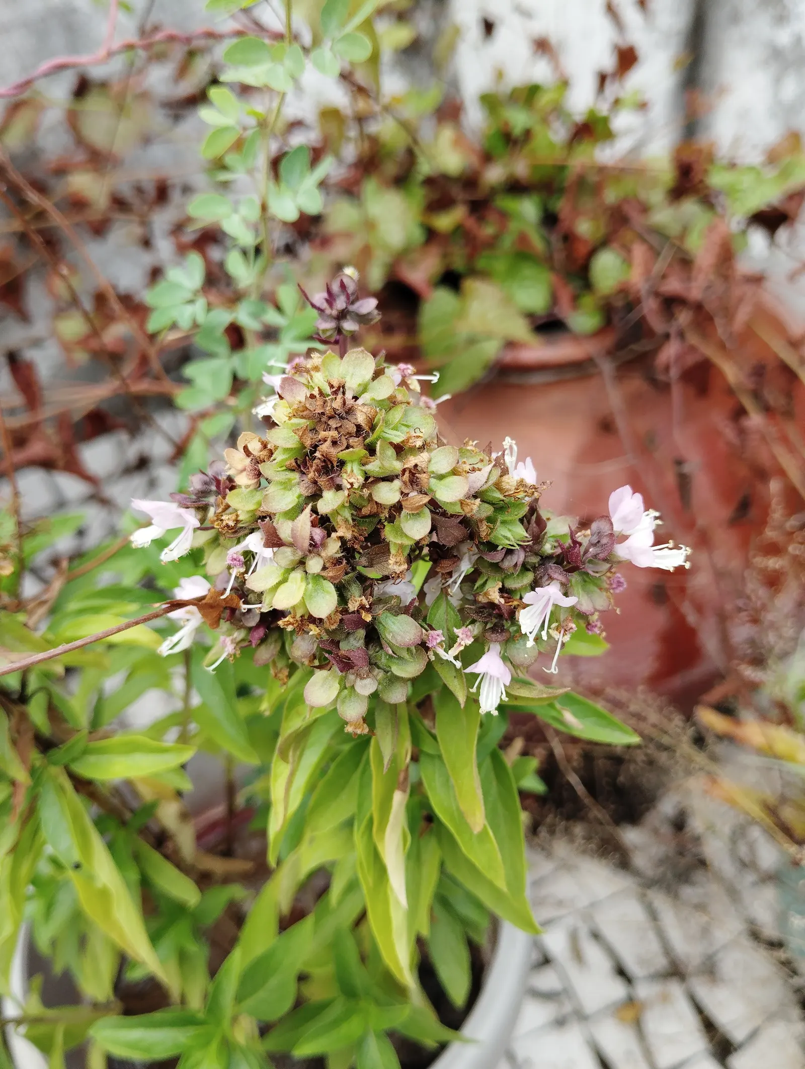 Basil (Ocimum Basilicum) — herb with red blooms; making it a must-have for those interested in infusing their cooking with fresh, image 104