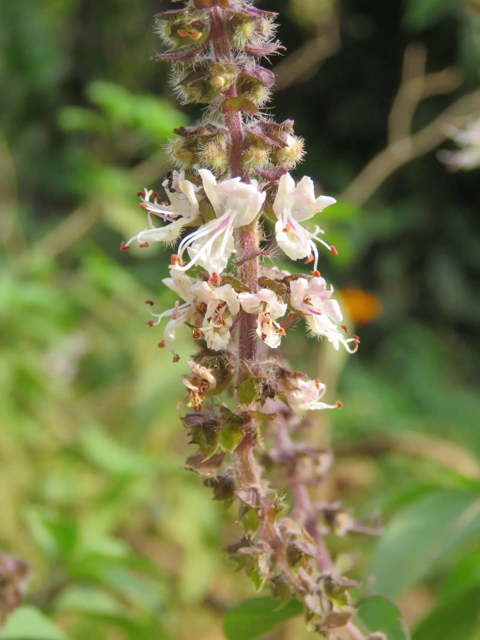 Basil (Ocimum Basilicum) — Ideal for kitchen gardens or as an ornamental in mixed borders, image 88
