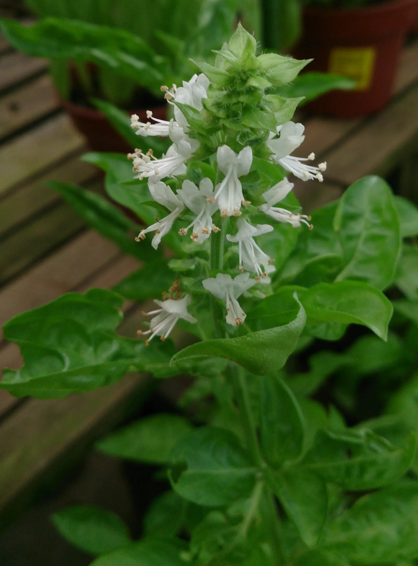 Basil (Ocimum Basilicum) — which can grow up to 3 inches long; ideal for kitchen gardens or as an ornamental in mixed borders, image 73