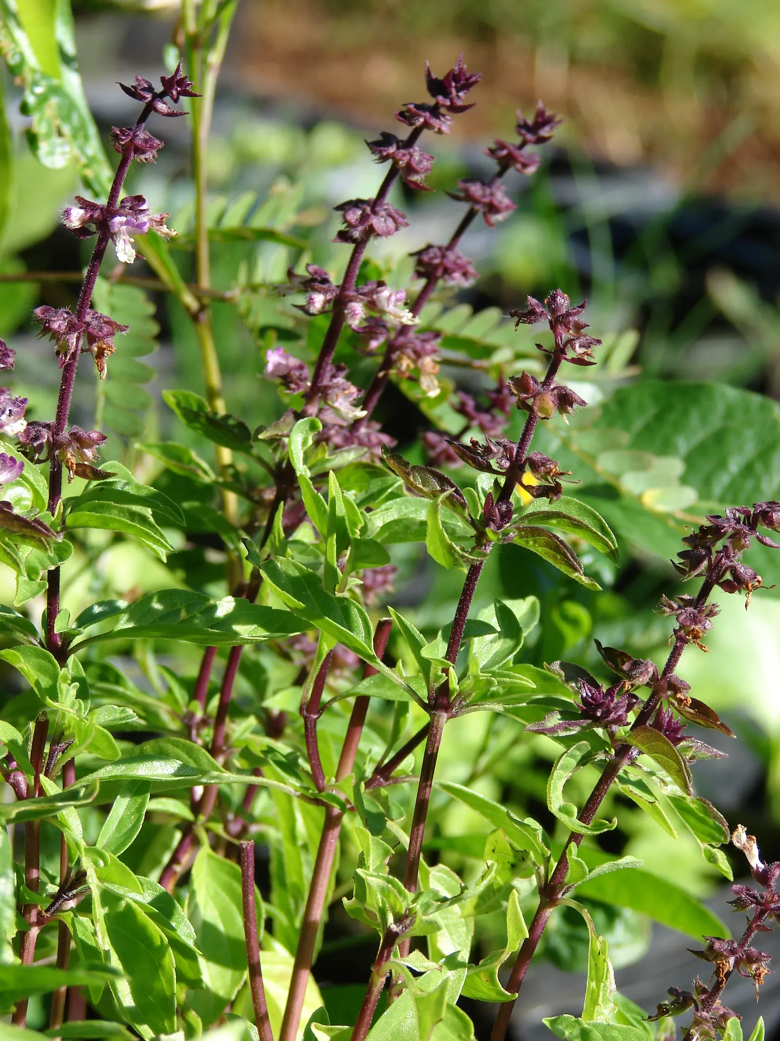 Basil (Ocimum Basilicum) — red flowers in the garden; ideal for kitchen gardens or as an ornamental in mixed borders, image 61