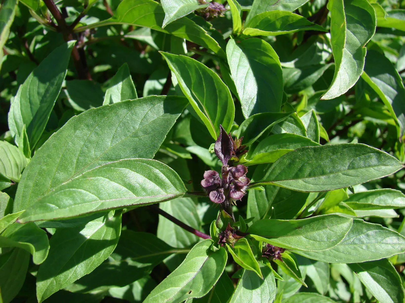 Basil (Ocimum Basilicum) — although care should be taken to avoid waterlogged soil.<br><br>During the summer months; ideal for kitchen gardens or, image 58