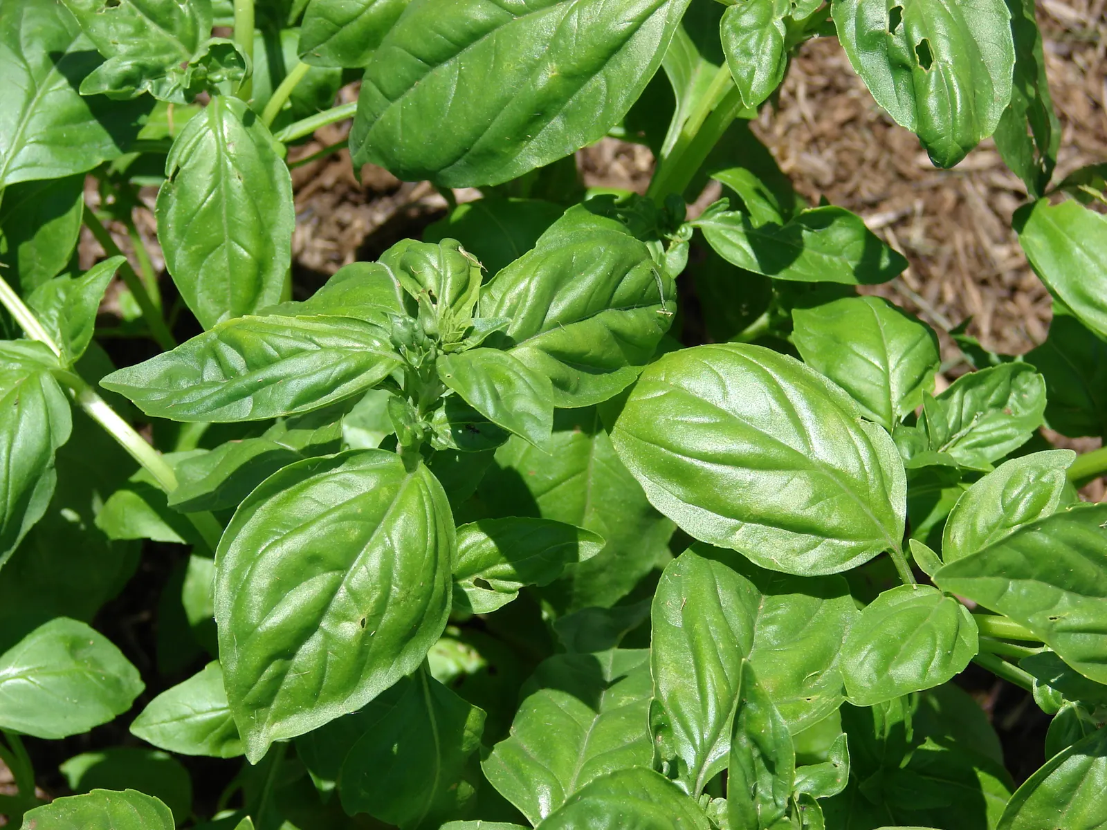 Basil (Ocimum Basilicum) — accentuating its utility and allure; integrate sweet basil into your garden for its aesthetic appeal, delightful scent, image 48