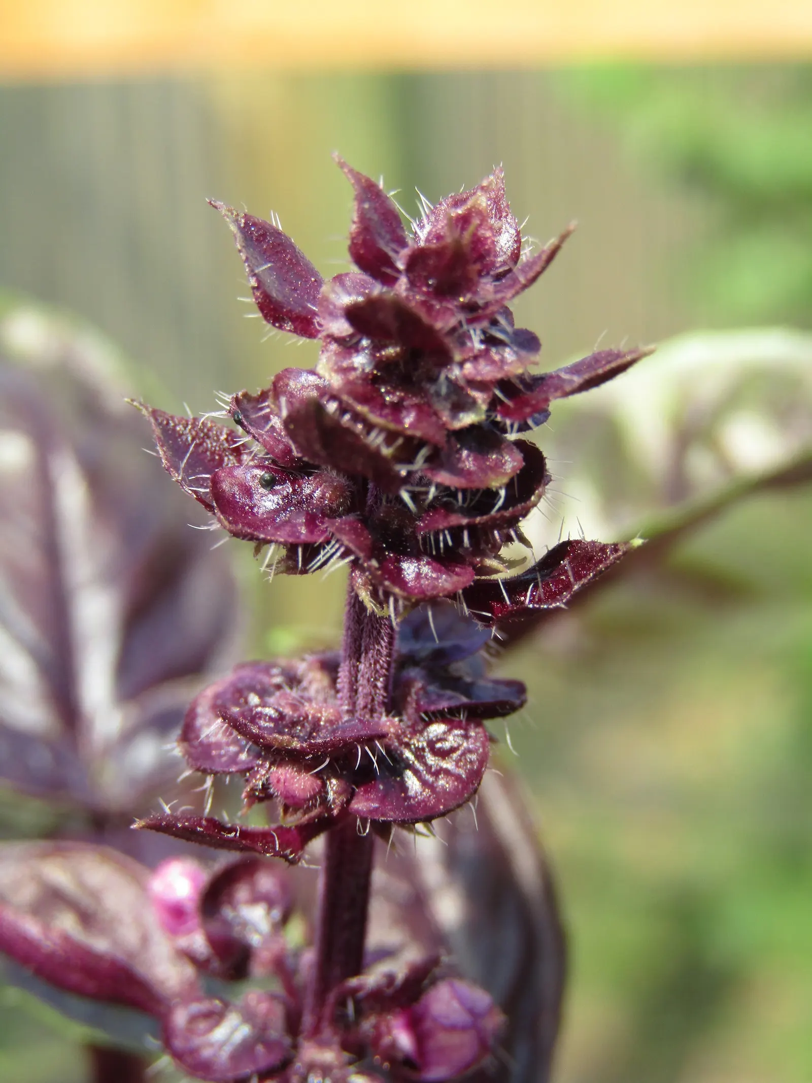 Basil (Ocimum Basilicum) — Ocimum basilicum, commonly referred to as Basil, is a fragrant annual herb renowned for its lush, green leaves; ideal, image 106
