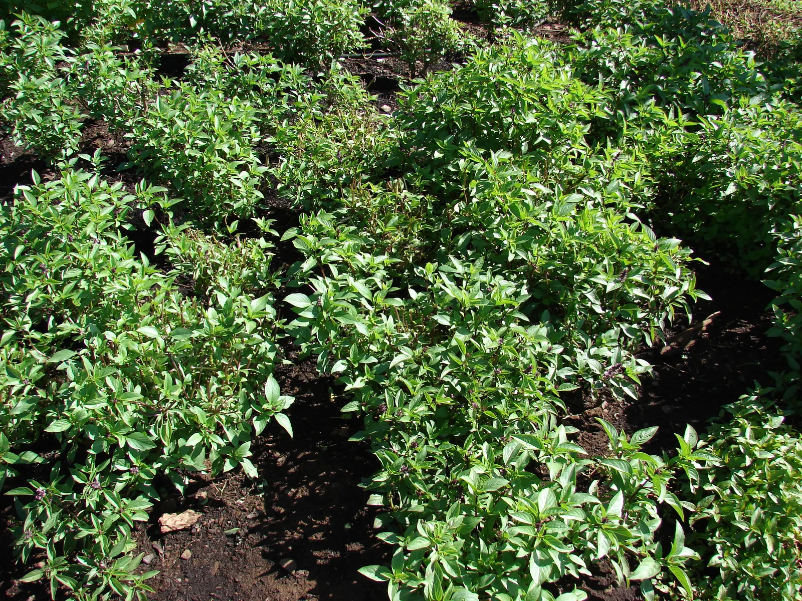 Basil (Ocimum Basilicum) — Ocimum basilicum, commonly referred to as Basil, is a fragrant annual herb renowned for its lush, green leaves; ideal, image 64