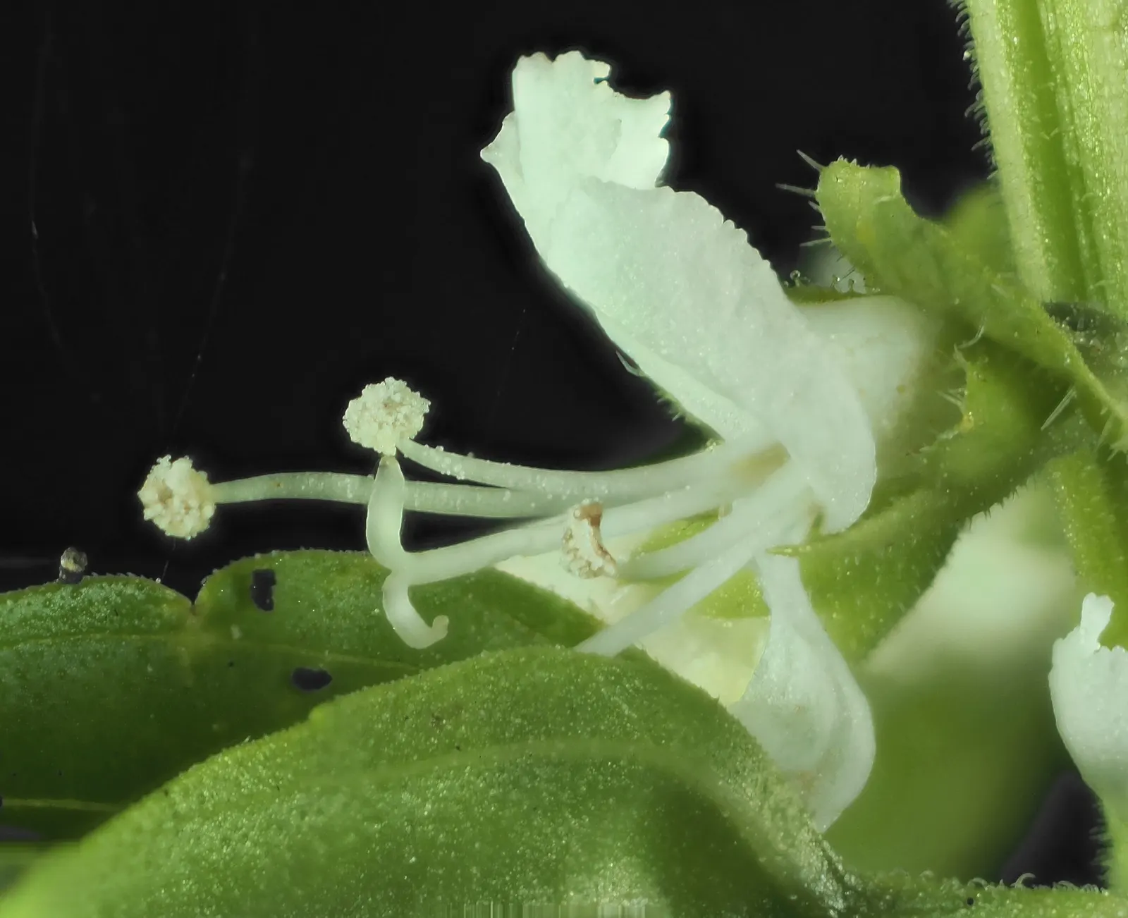 Basil (Ocimum Basilicum) — Basil thrives in full sun; integrate sweet basil into your garden for its aesthetic appeal, delightful scent, and culinary utility