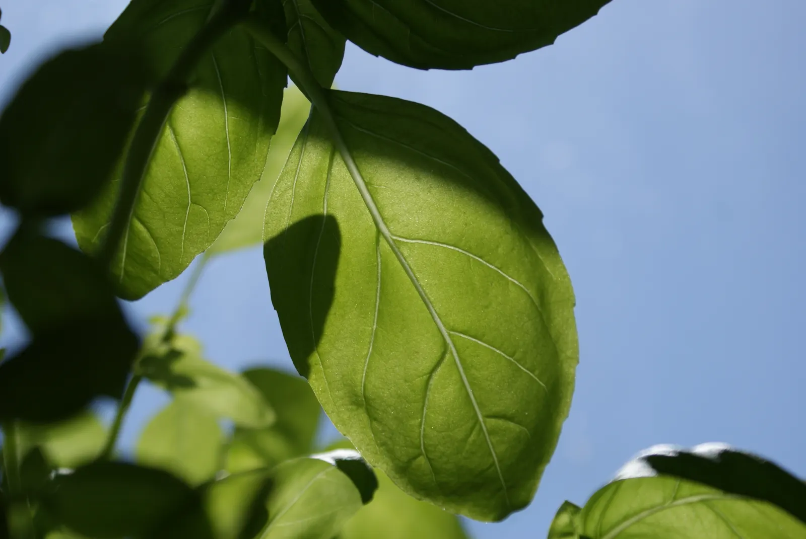 Basil (Ocimum Basilicum) — Ideal for kitchen gardens or as an ornamental in mixed borders, image 46