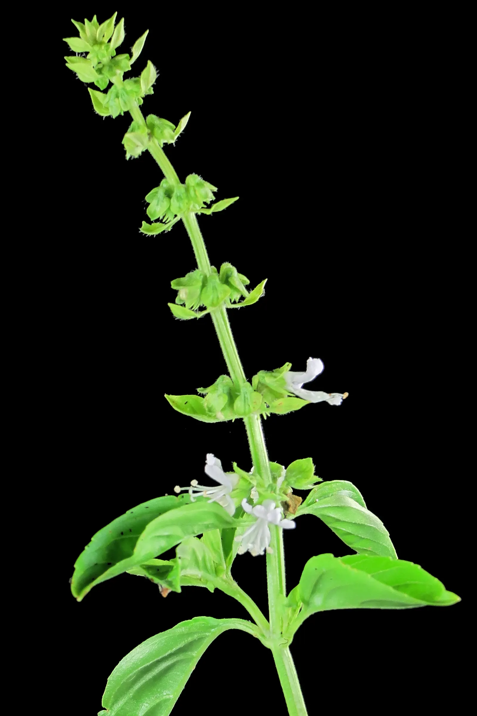 Basil (Ocimum Basilicum) — Thriving in full sun, Basil reaches 1 to 2 feet in height and spreads about 1 foot wide; making it a must-have for those, image 44