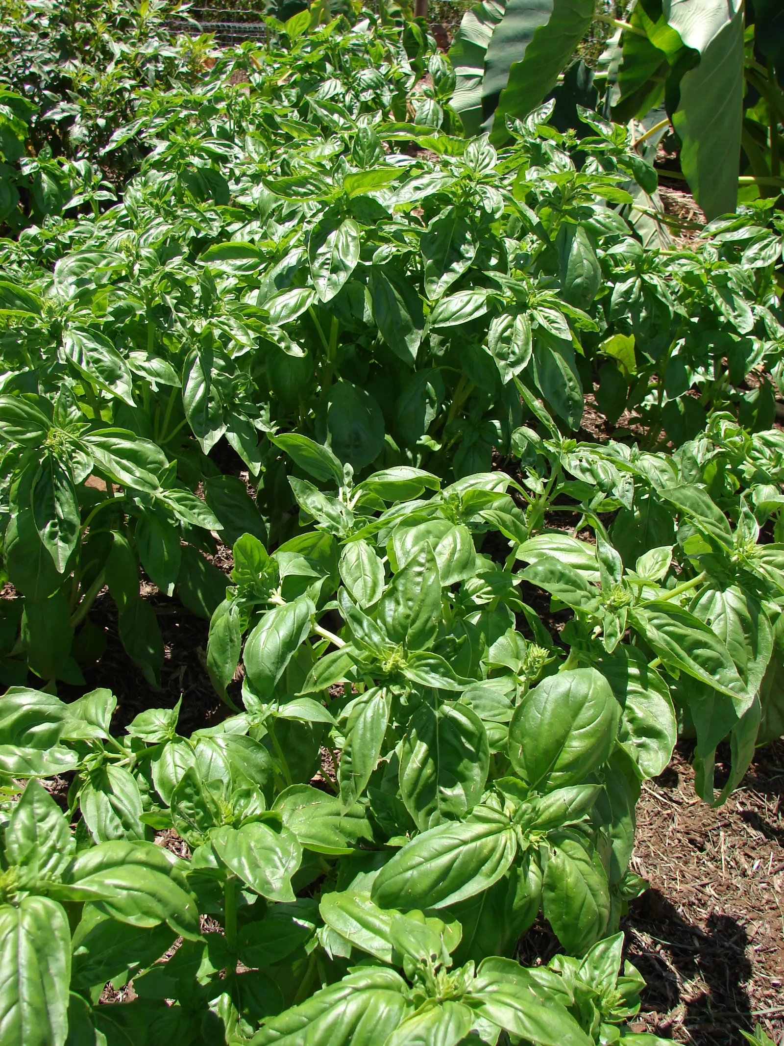 Basil (Ocimum Basilicum) — which can grow up to 3 inches long; ideal for kitchen gardens or as an ornamental in mixed borders, image 52