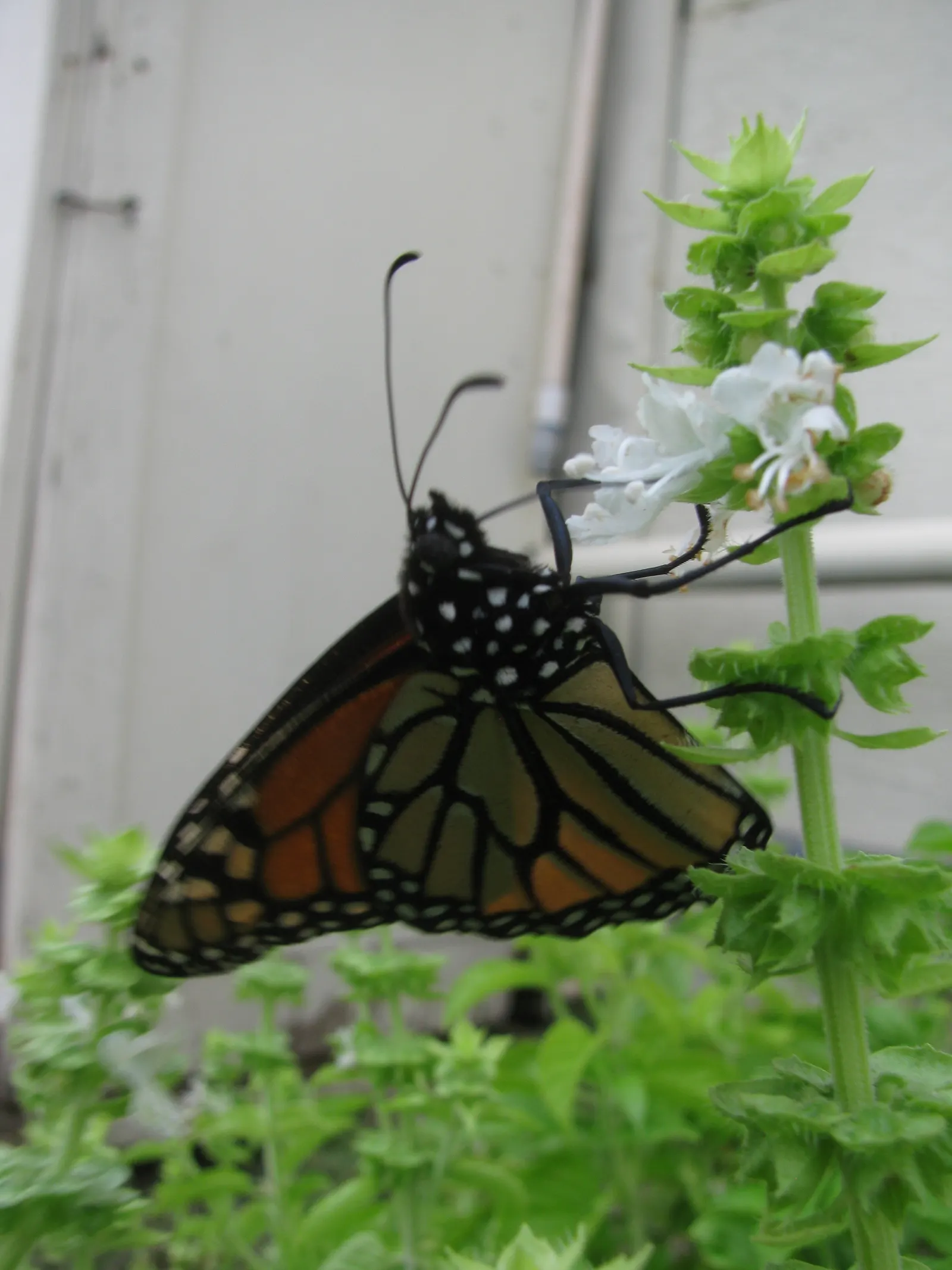 Basil (Ocimum Basilicum) — herb for full; integrate sweet basil into your garden for its aesthetic appeal, delightful scent, and culinary utility