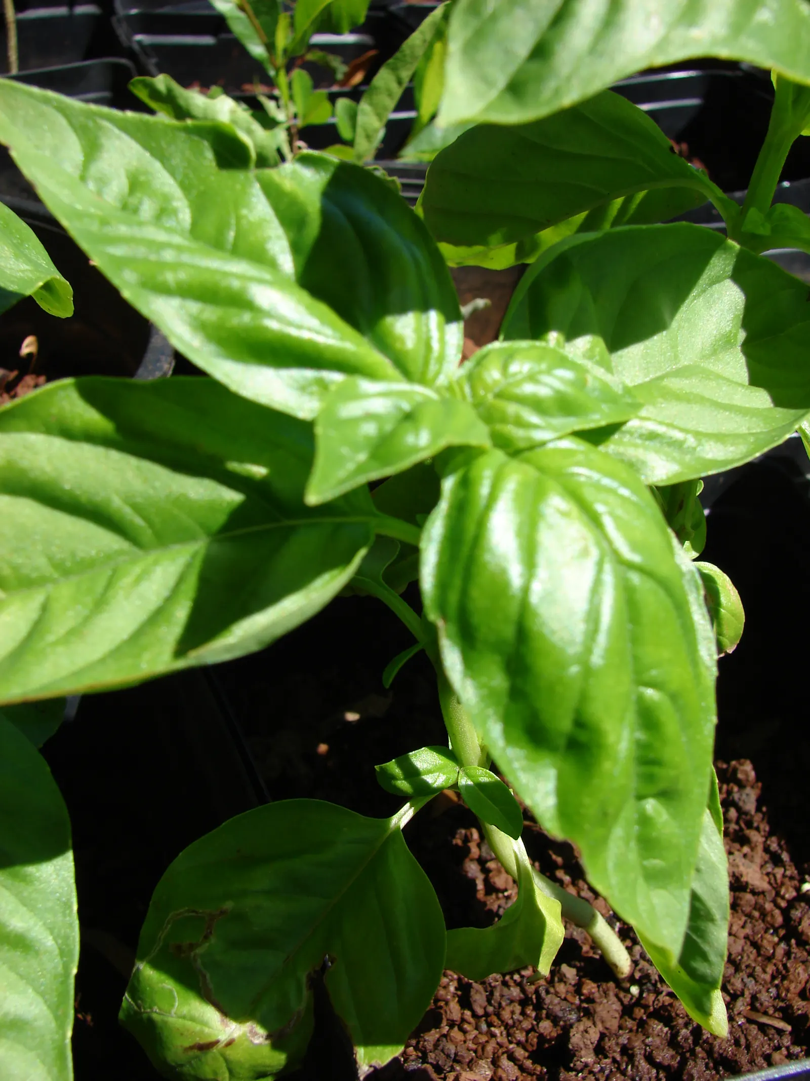 Basil (Ocimum Basilicum) — Integrate sweet basil into your garden for its aesthetic appeal, delightful scent, and culinary utility, image 60